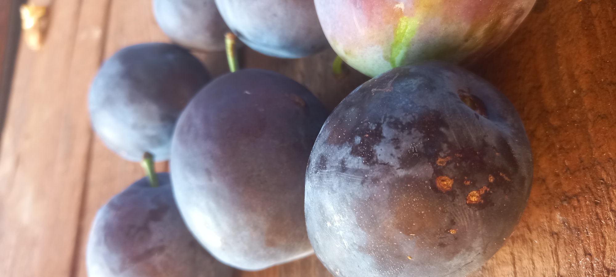 The image shows a close-up, vertical view of several ripe plums on a wooden surface. The plums are dark purple, with some showing hints of red and green. Their surfaces are smooth and slightly dusty. One plum in the foreground has visible small brown spots. The wooden surface appears to be planks with a visible grain and texture, illuminated by natural light which casts subtle shadows. The background is softly blurred, suggesting a shallow depth of field. The overall impression is of freshly harvested fruit, possibly in an outdoor setting. There is no indication of the city of Kryvyi Rih, Ukraine, or any people in the image.