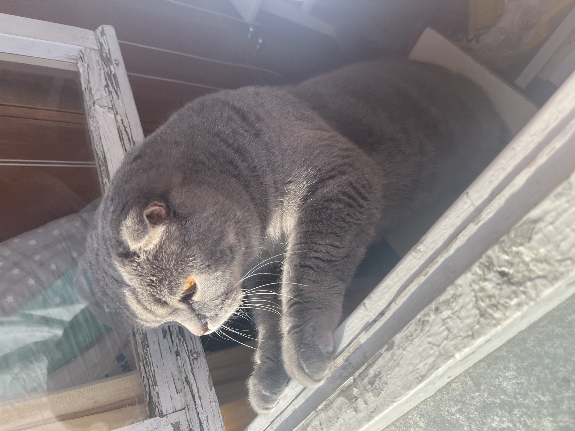 A gray Scottish Fold cat lies in a weathered white painted window frame. The cat's head is tilted downward, with its amber eye and white whiskers visible. The background is partially obscured, but includes a glimpse of a patterned fabric and hints of an exterior view. It is unknown if the location is in the city of Chaikovsky, Russia.
