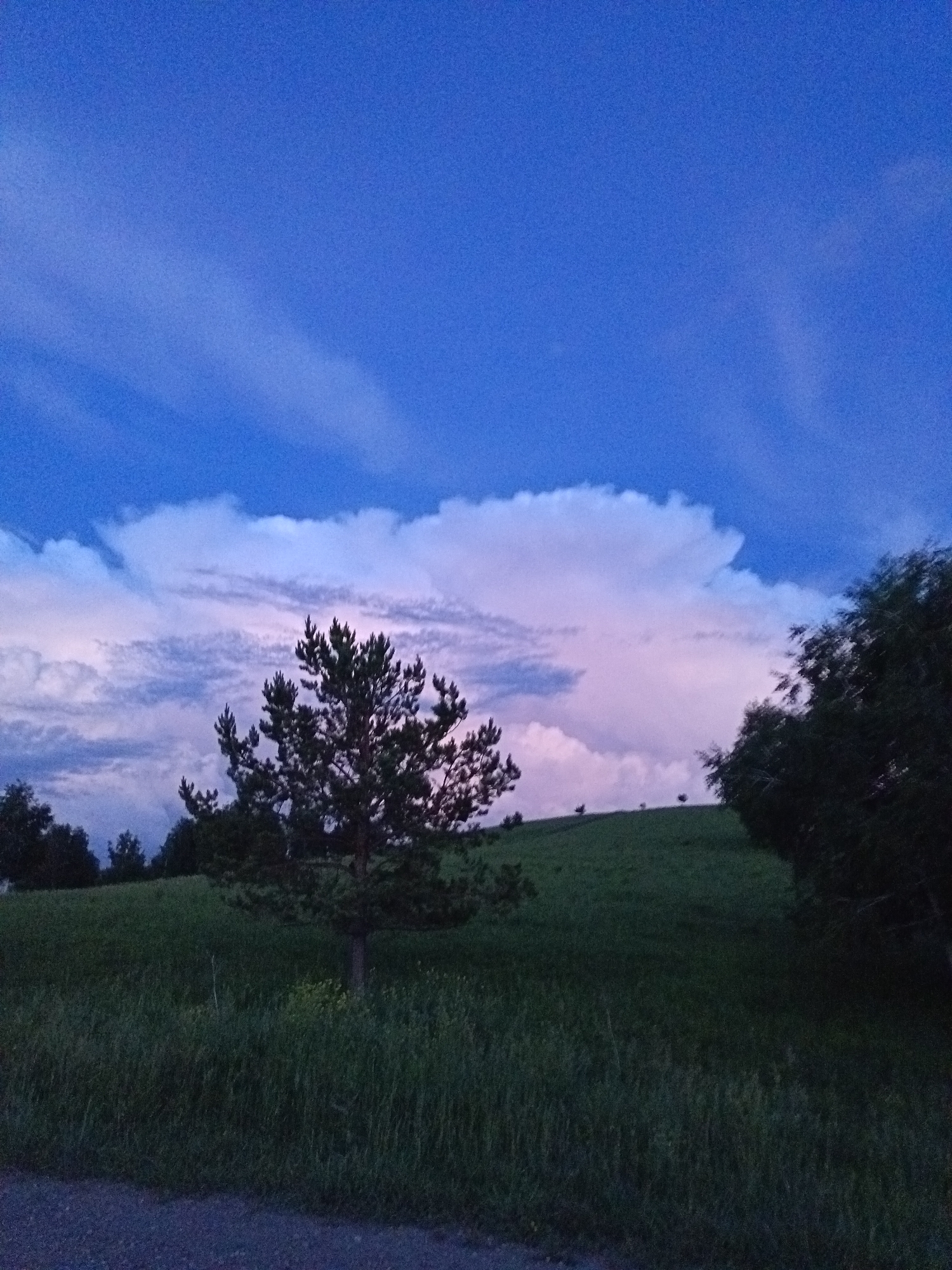 The image depicts a twilight scene of a rural landscape, likely in or around Sadovyi, Russia, given the provided context. A prominent evergreen tree stands in the middle ground, silhouetted against a sky transitioning from deep blue to lighter hues near the horizon. Wispy clouds, illuminated by the setting sun with hints of pink and white, stretch across the sky. The foreground features tall, dark green grass and a gravel path. The background shows rolling hills covered in more grass, with several small trees scattered on the highest points. On the right side of the image, a dense dark tree line partially obscures the horizon. No people or animals are visible in the frame. The overall impression is one of a serene, natural setting during the transition from day to night.