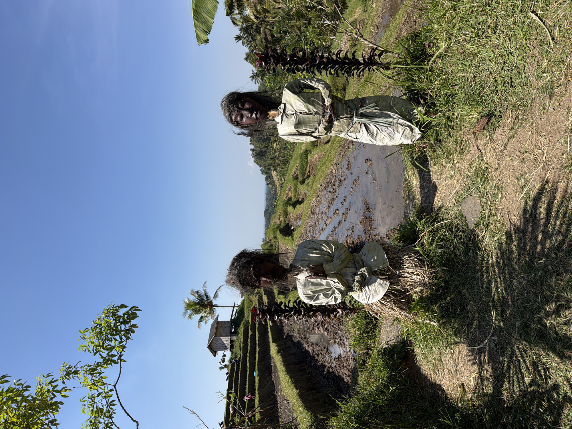 In Penebel, Indonesia, two scarecrows stand in a terraced rice field under a clear blue sky. The scarecrows are dressed in traditional clothing and have dark, stylized faces. They are positioned on a dirt path between flooded rice paddies, with lush green grass and vegetation surrounding them. In the background, more terraced fields descend, and a small wooden structure with a palm tree nearby is visible on one of the upper terraces. The overall scene depicts a rural agricultural landscape.