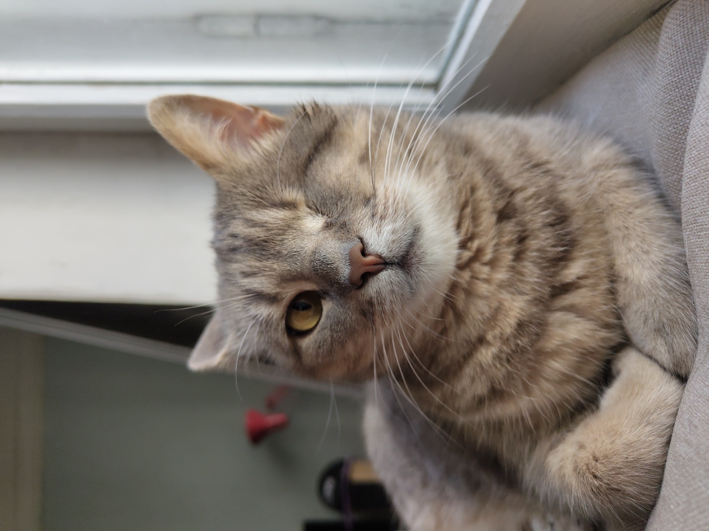 A close-up, eye-level shot shows a tabby cat lying down, with its paws crossed in front of its chest. The cat is facing the camera, with its head slightly tilted to the left. It has one eye open, which is a bright yellow, and its left eye is closed. The cat's fur is a mixture of gray, brown, and black stripes. The background is out of focus, but appears to be an indoor setting with a window to the right. The cat is lying on a light-colored surface, possibly a cushion or fabric.