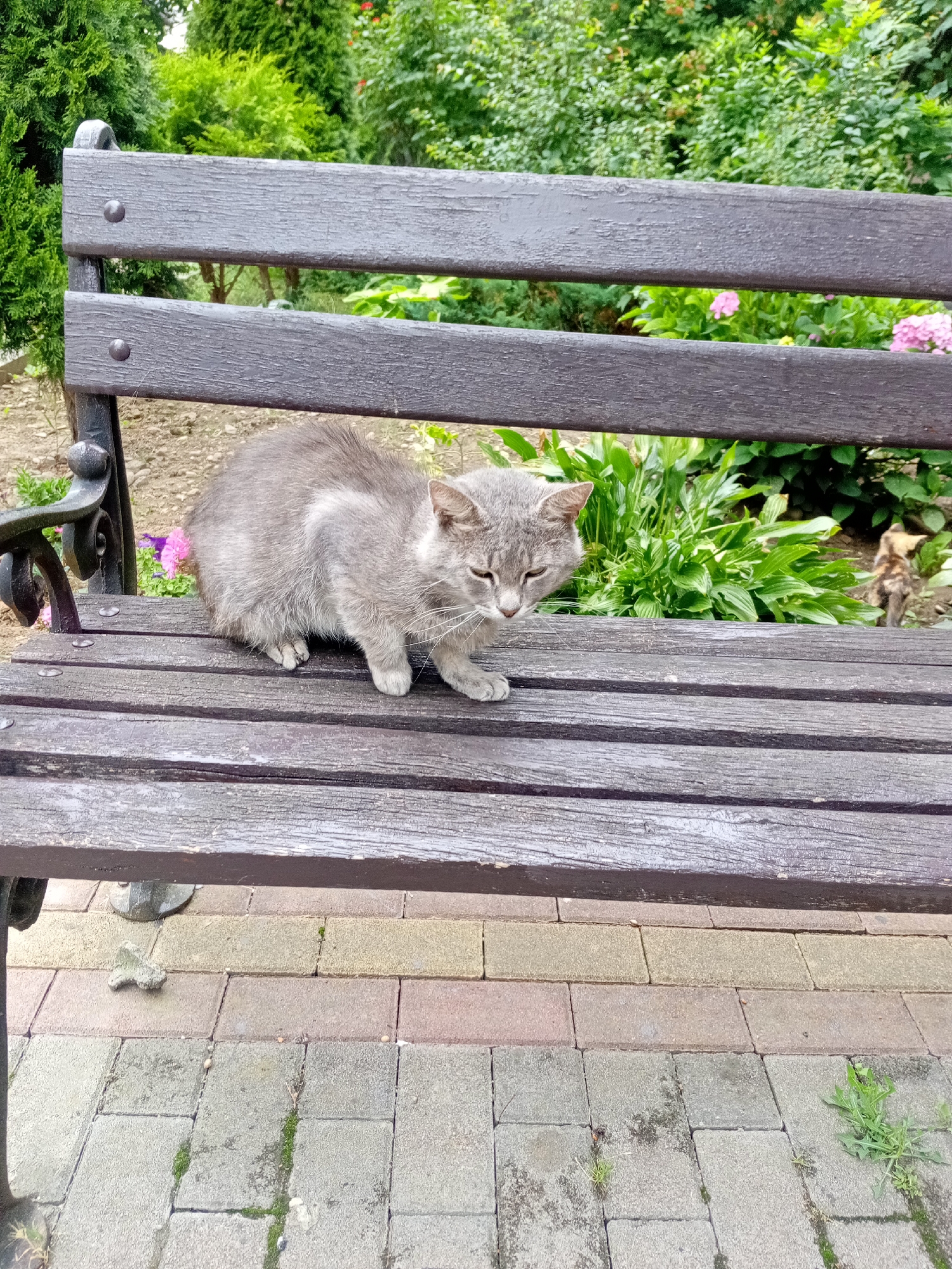 A medium shot shows a gray cat sitting on a weathered wooden park bench. The cat is facing to the right of the frame, with its head lowered and eyes partially closed. Its fur appears somewhat disheveled. Behind the cat, lush green foliage and some pink flowers are visible. To the far right and slightly behind the main subject, a small kitten with tabby markings can be seen walking away from the bench. The bench is set on a paved area made of interlocking bricks. The overall scene suggests an outdoor urban or park setting, likely in Tiachiv, Ukraine, given the provided context.