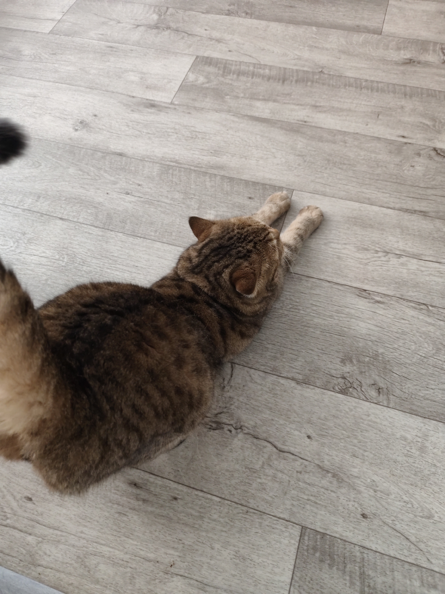 A brown tabby cat is stretching on a light gray wooden floor. The cat's body is elongated, with its front paws extended forward and its back legs tucked underneath. The cat has distinct dark stripes on its fur. The floor appears to be made of laminate flooring with a wood grain pattern. There is no indication of the location being Komsomolsk-on-Amur, Russia.