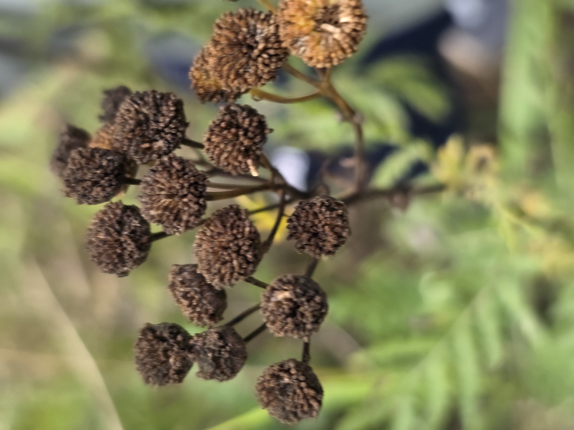 A close-up, high-angle shot captures a cluster of dried, brown, button-like seed heads on a plant stem. The seed heads are clustered together, some appearing more spherical and others slightly flattened. The background is a soft blur of greens and browns, suggesting an outdoor, natural environment. There is no indication of the city of Chaikovsky, Russia, or any human presence in the image.