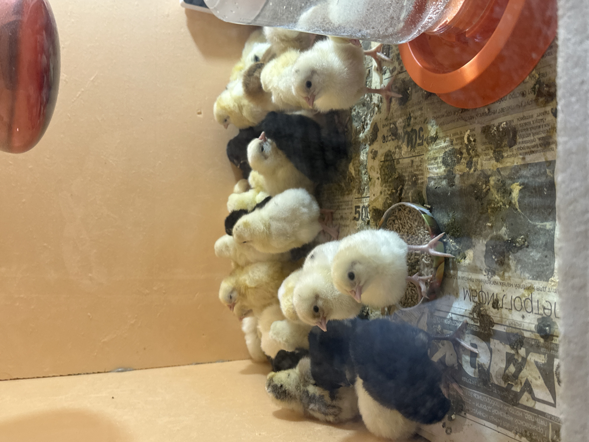 A group of baby chicks, mostly yellow but some black, are huddled together in a brooder. The floor of the brooder is covered with newspaper, heavily soiled with droppings and feed. A feeder and a waterer are present.