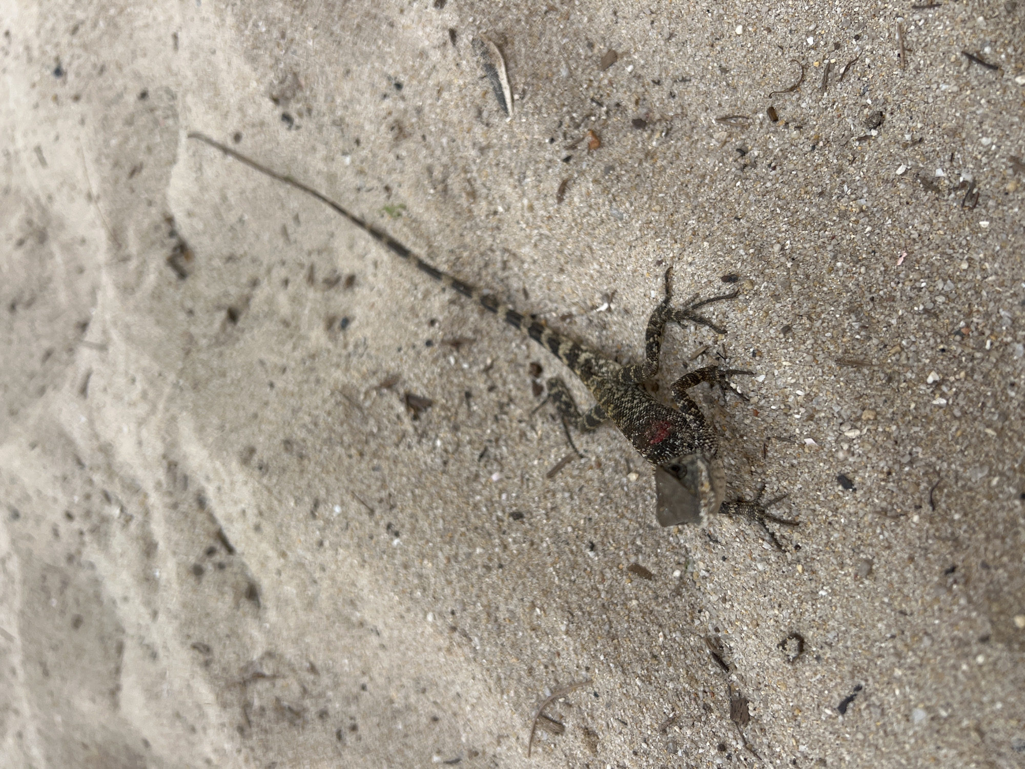 The image shows a lizard on a sandy surface, possibly a beach. The lizard has a long, slender tail and appears to have a reddish or injured area on its body. The environment consists of sand, with small debris scattered throughout.