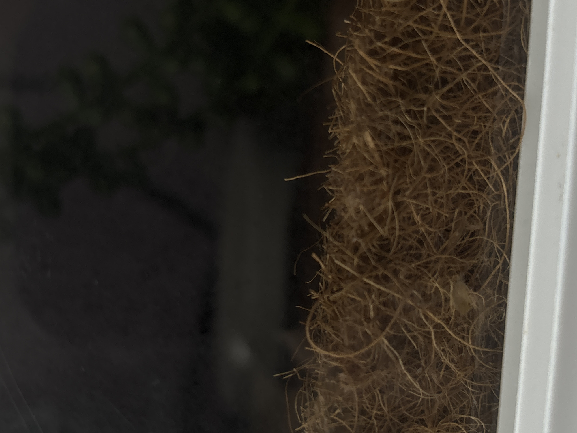 The image shows a close-up view of a dense layer of brown, fibrous material, likely coconut coir or a similar substrate, filling the lower portion of the frame. This material appears to be loosely packed and textured, with numerous individual strands visible. Above this substrate, the background is dark and out of focus, with a hint of green foliage visible in the upper right corner, suggesting an outdoor or dimly lit indoor environment. A white surface, possibly a windowsill or the edge of a container, is visible at the very bottom of the image. There is no indication of the location within Saint Petersburg, Russia, nor are there any people, actions, or interactions depicted.