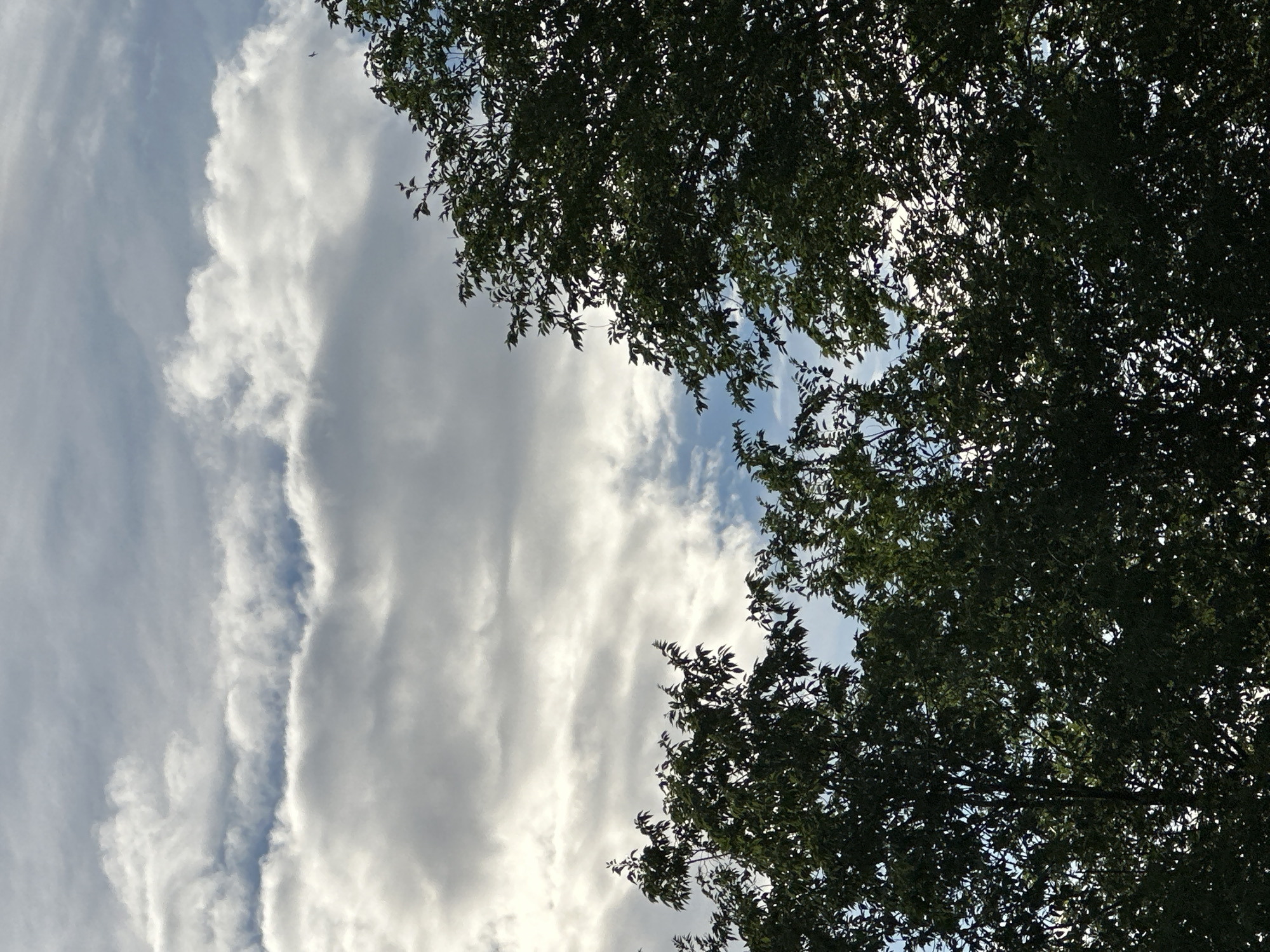 The image shows a view looking up at a cloudy sky through the branches and leaves of a tree. The clouds are varied, with some appearing wispy and thin, while others are thicker and more opaque. The lighting suggests it is daytime, possibly late afternoon or early morning, given the soft light filtering through the clouds and the dappled shadows cast by the leaves. The leaves themselves are a deep green, creating a natural frame for the sky. There are no people or specific objects visible, and no text is present. The overall impression is one of a serene, natural scene, with the sky and foliage being the dominant elements. The orientation of the image is portrait, with the tree branches primarily occupying the right side and top portions of the frame, and the sky filling the rest.