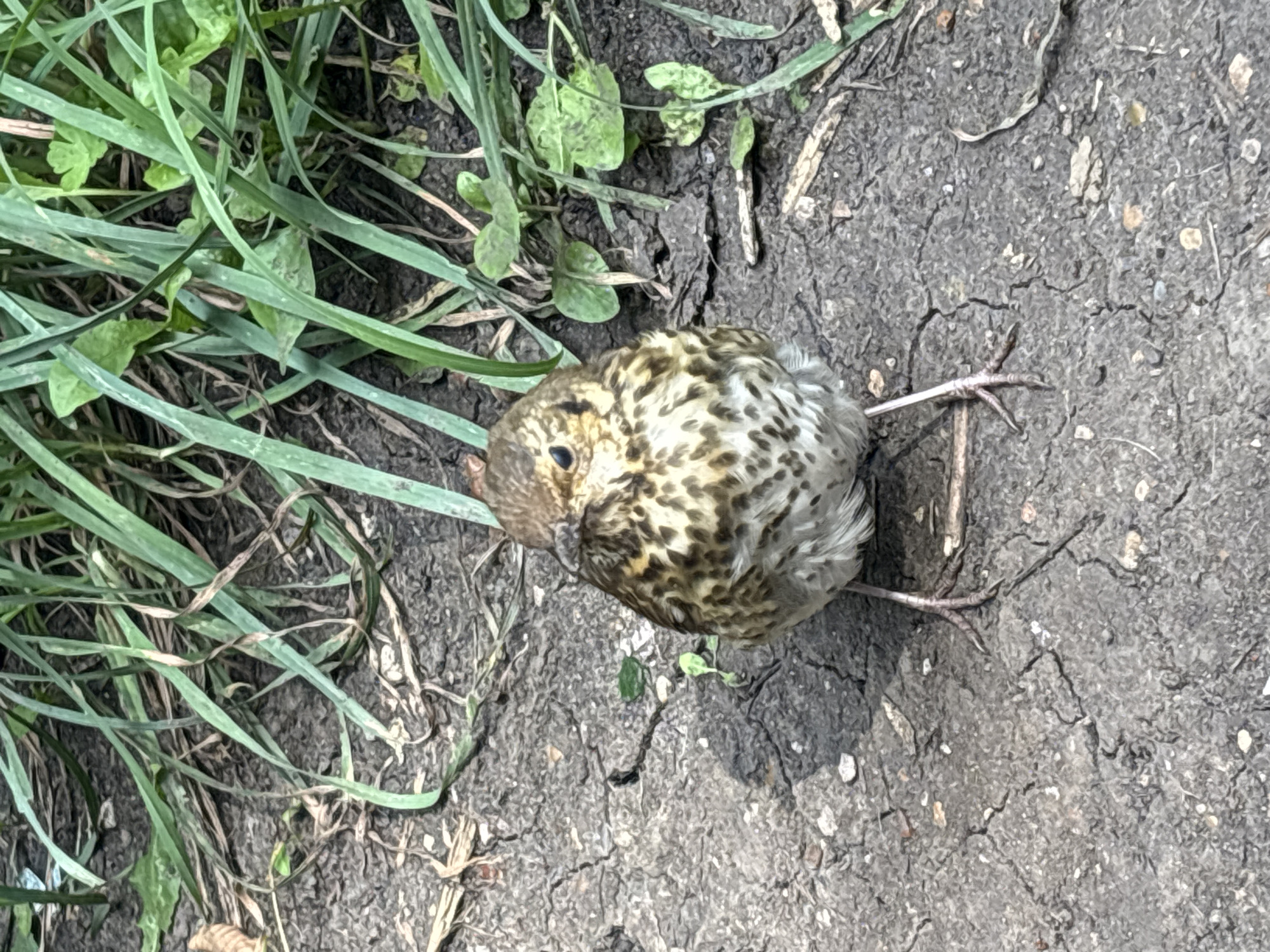 A juvenile thrush stands on dry, cracked earth next to blades of grass. The bird is facing forward, with its speckled brown and white plumage clearly visible. Its legs and feet are thin and pinkish. The background consists of green grass and brown soil. The image does not contain any information indicating its location in Ufa, Russia.