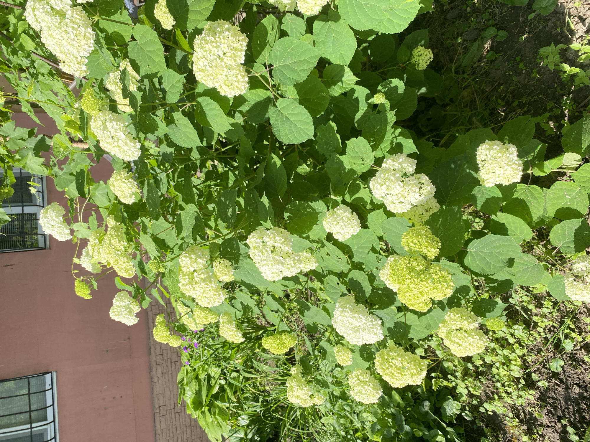 In an outdoor scene, a large bush with white and light green hydrangea flowers and green leaves is in the foreground. Behind the bush, there is a pale pink wall of a building with two windows that have black bars. To the left of the building wall, there are some large green hosta leaves and some small purple flowers. The ground is covered with dark soil and some small green plants. The lighting suggests it is daytime. The image is taken from a slightly elevated angle looking down at the flowers.