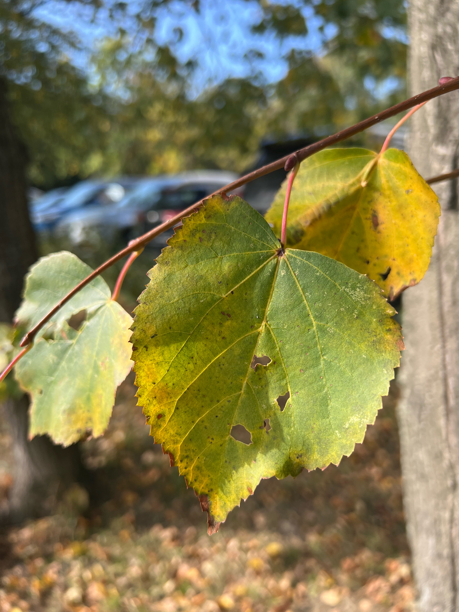 A close-up, upward-angle, natural light photograph focuses on three heart-shaped leaves transitioning from green to yellow, with some brown at the edges, clinging to a thin branch. The leaves exhibit small holes and are slightly transparent. Behind the leaves, a blurred background reveals the dappled sunlight filtering through trees, fallen autumn leaves on the ground, the side of a tree trunk, and the indistinct shapes of vehicles. The sky is visible as a bright blue in the upper left corner. No people are present in the image. The scene depicts a natural setting, likely a park or forested area within a city, possibly during autumn. The location is not specified as Moscow, Russia.