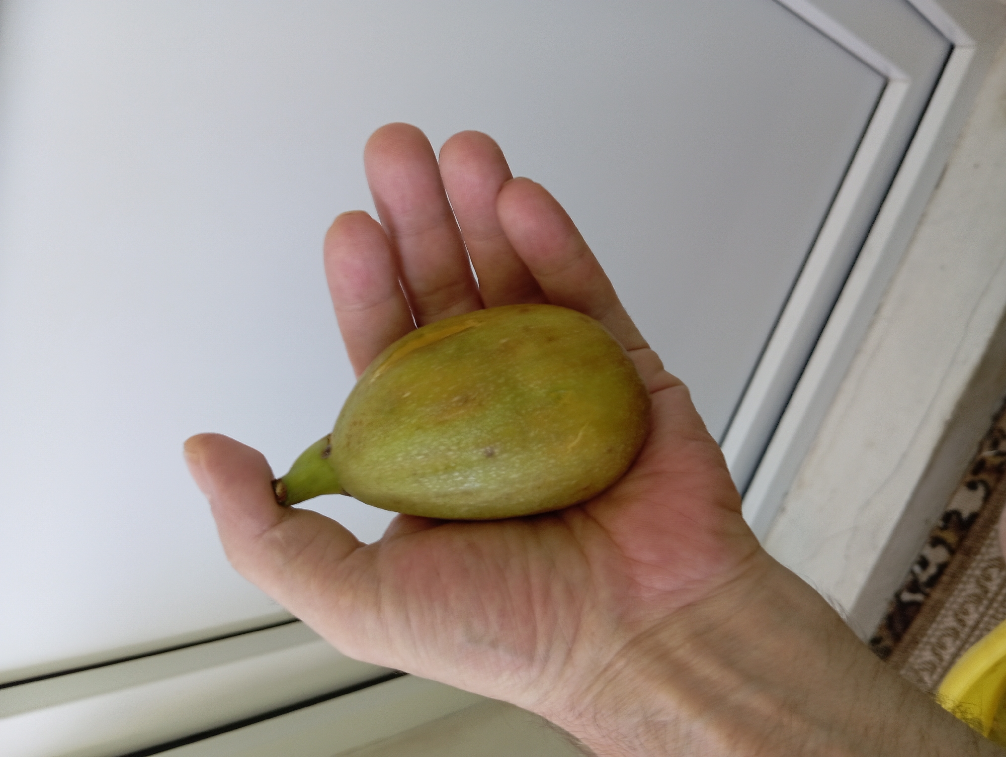 A person's left hand is holding a small, light green, oval-shaped fruit with a green stem. The fruit is positioned in the center of the hand, with the thumb supporting its base and the fingers curled around it. The background consists of a white wall with a vertical dark line on the left side, and a white frame with a grey interior visible at the bottom. There is a patterned mat on the floor below the frame. No specific location in Temryuk, Russia can be determined from the image.
