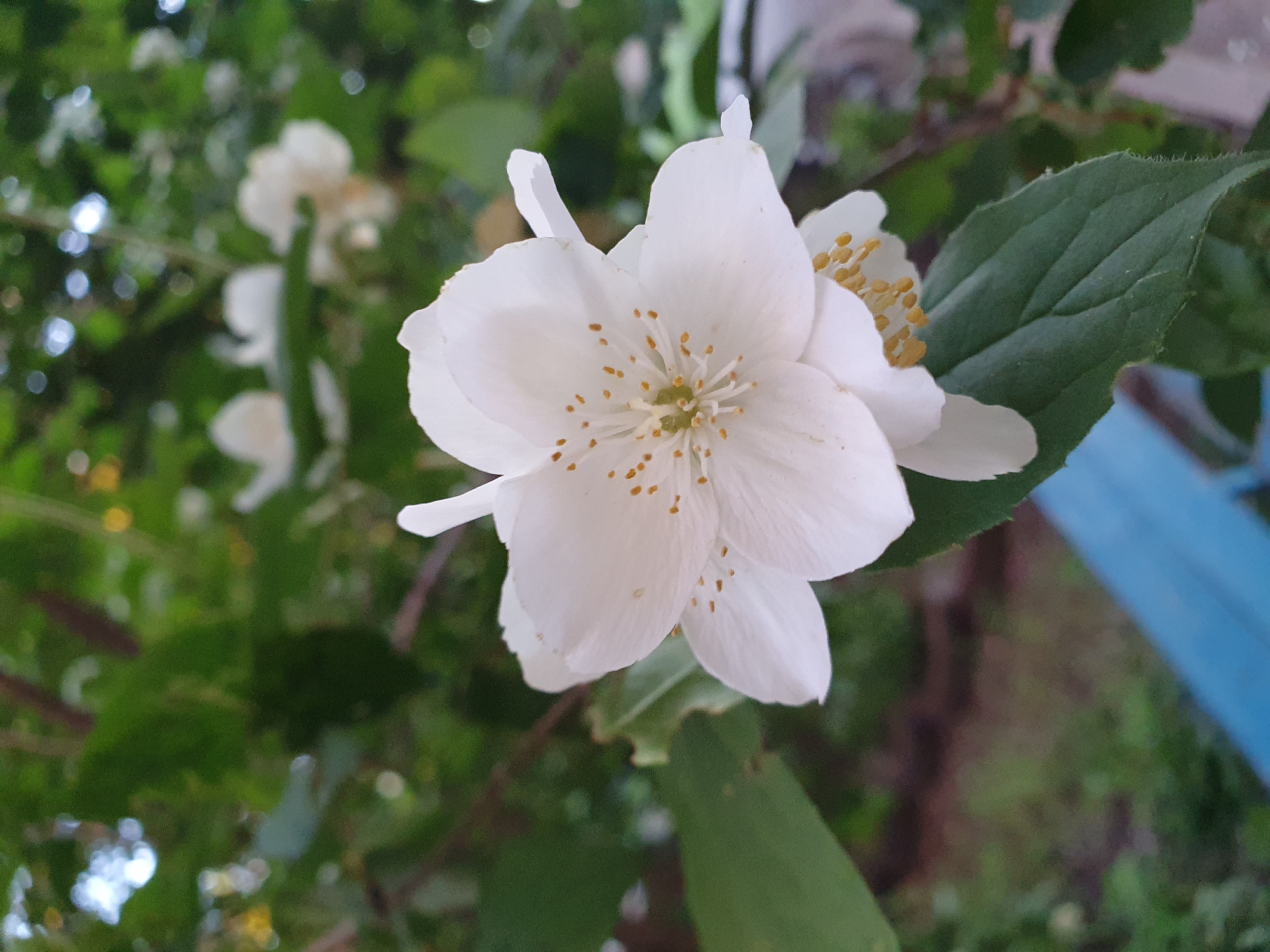 A close-up, slightly low-angle shot captures a white jasmine flower in focus against a blurred background of greenery and hints of distant elements. The flower, positioned in the center of the frame, features five delicate white petals with ruffled edges. Its stamen are a vibrant yellow, clustered in the center. To the right and slightly below, another partially visible jasmine flower with yellow stamen can be seen. Lush green leaves frame the main subject, with some leaves showing a slightly serrated edge. In the lower portion of the image, a portion of a bright blue object, possibly a bench or railing, is visible. The background is a bokeh of dark green foliage, punctuated by soft, out-of-focus circles of light, suggesting dappled sunlight filtering through trees. The overall impression is one of natural beauty and tranquility. The location is not specified in the image.
