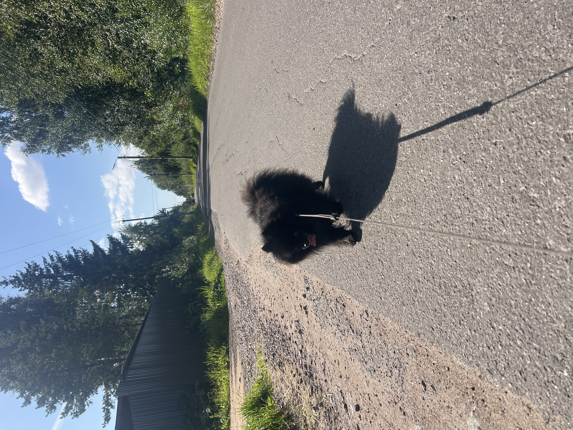 A black Pomeranian dog is on a leash walking on a paved road. The dog is in the foreground, facing slightly to the left, with its tongue out. A long shadow of the dog and its leash is cast on the road behind it. The road is asphalt and has some cracks. To the left of the road is a gravel and dirt path with some dry grass. Further to the left, a dark metal fence runs along the path, backed by tall green trees and what appears to be a building. To the right of the road, there is a grassy verge and then a dense line of green trees. Overhead, the sky is blue with a few white clouds. Telephone poles and wires are visible along the side of the road in the distance, suggesting a rural or suburban area within Роса Снт, Russia. The lighting indicates it is daytime, likely late morning or early afternoon due to the long shadows. There is no visible person in the image, only the dog.