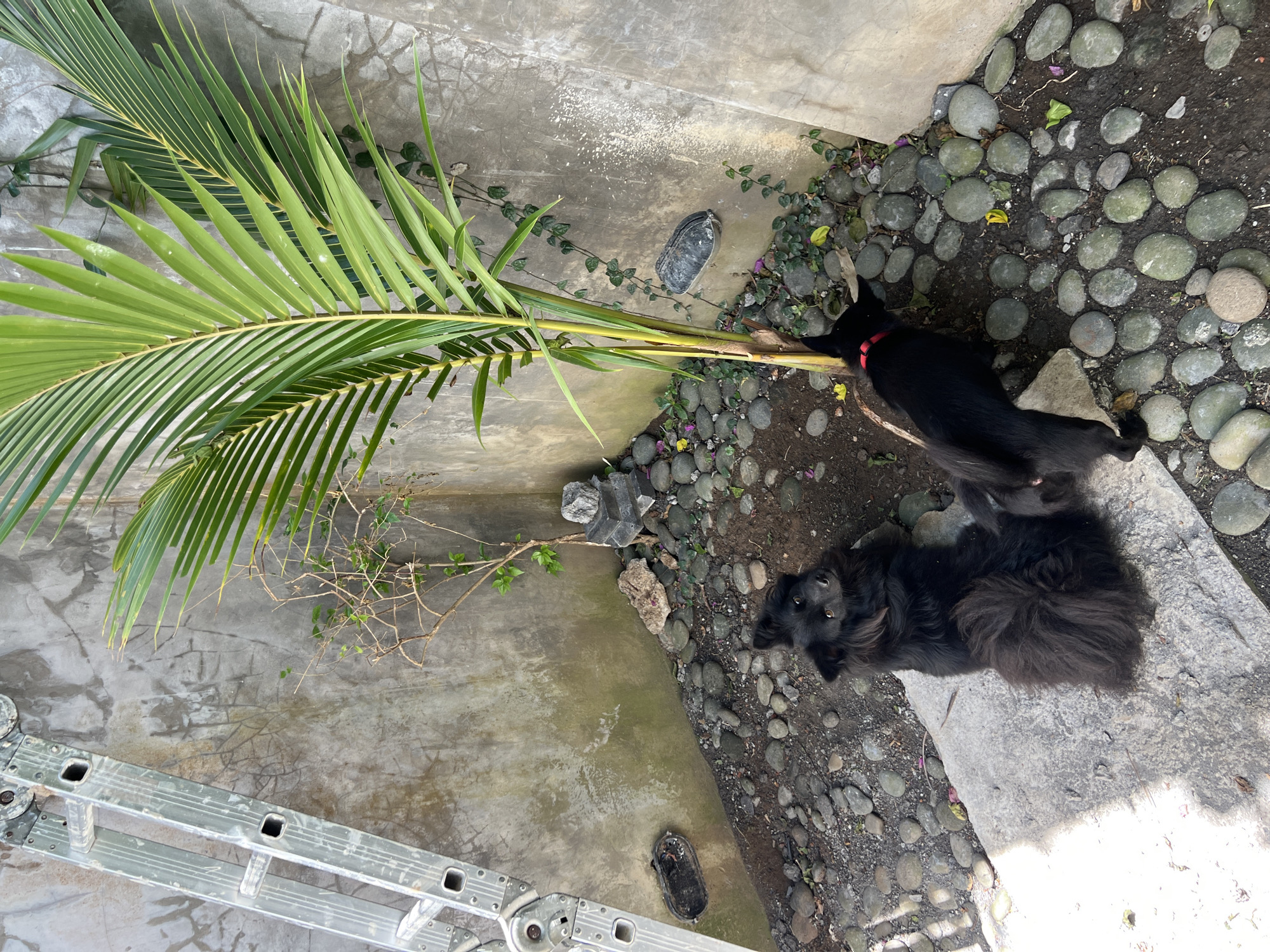 A high-angle shot shows an outdoor concrete area with a green palm frond lying across the surface. A ladder is in the lower left corner of the frame. A black cat with a red collar is partially visible in the upper right, and a black dog lies on a light-colored stone slab. The rest of the surface is covered with pebbles and some small plants. The location is Unknown, Unknown.