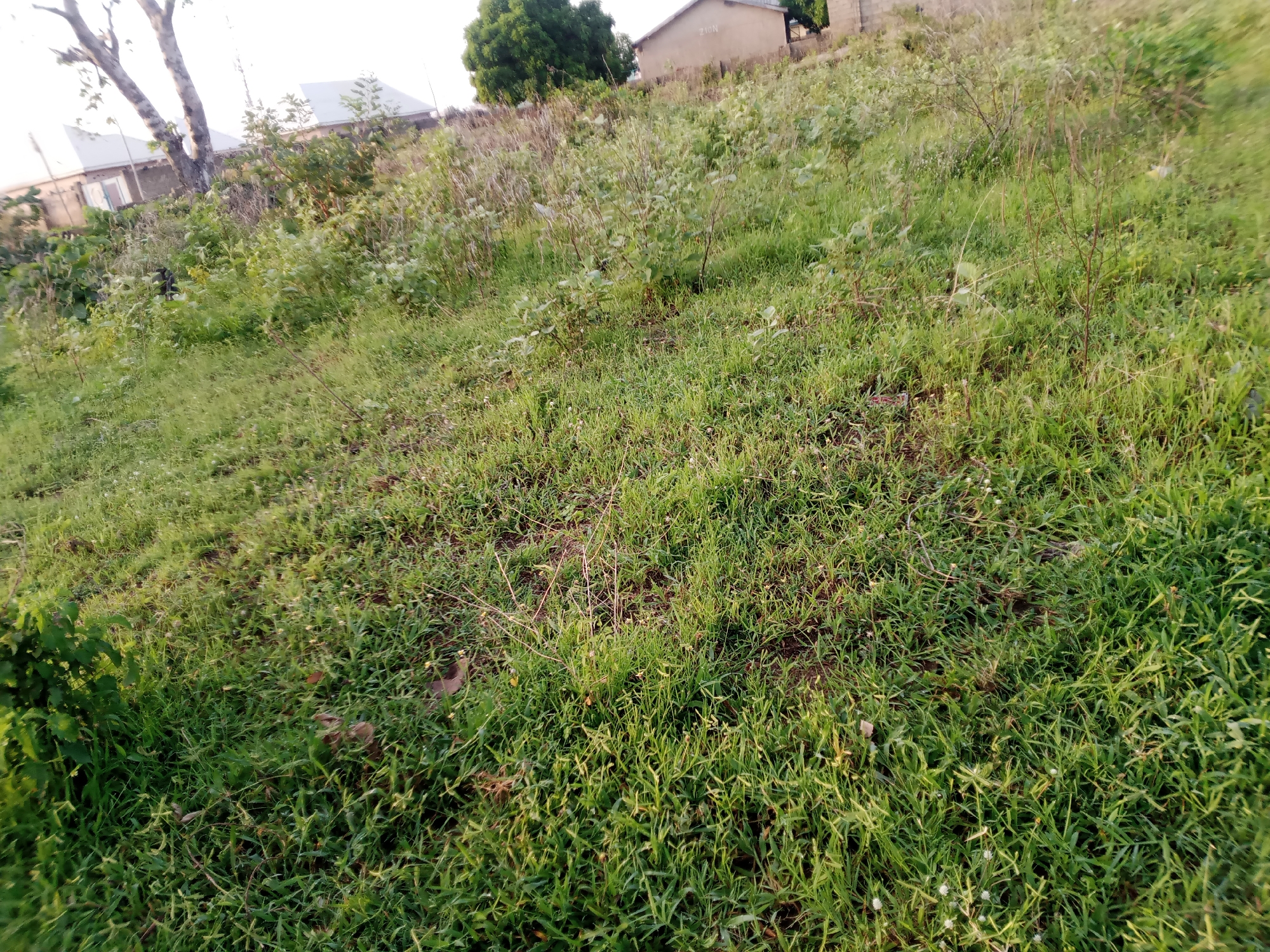 The image depicts an outdoor scene in Jauro Yinu, Nigeria, characterized by a grassy hillside dotted with various plants and saplings. In the background, several buildings with light-colored roofs are visible, suggesting a rural or semi-urban residential area. A prominent tree with a light-colored trunk stands on the left side of the frame, partially obscuring some of the structures. The ground is covered with lush green grass, and the overall impression is that of a natural, somewhat overgrown landscape. The lighting suggests it is daytime, possibly late afternoon given the warm tones in the grass and the shadows. There is no clear activity or event taking place; the image appears to be a static observation of the environment. No people are visible. The setting is clearly outdoors, with the presence of vegetation and buildings indicating a settled area. The weather appears to be clear, allowing for good visibility of the surroundings. No text is visible in the image.