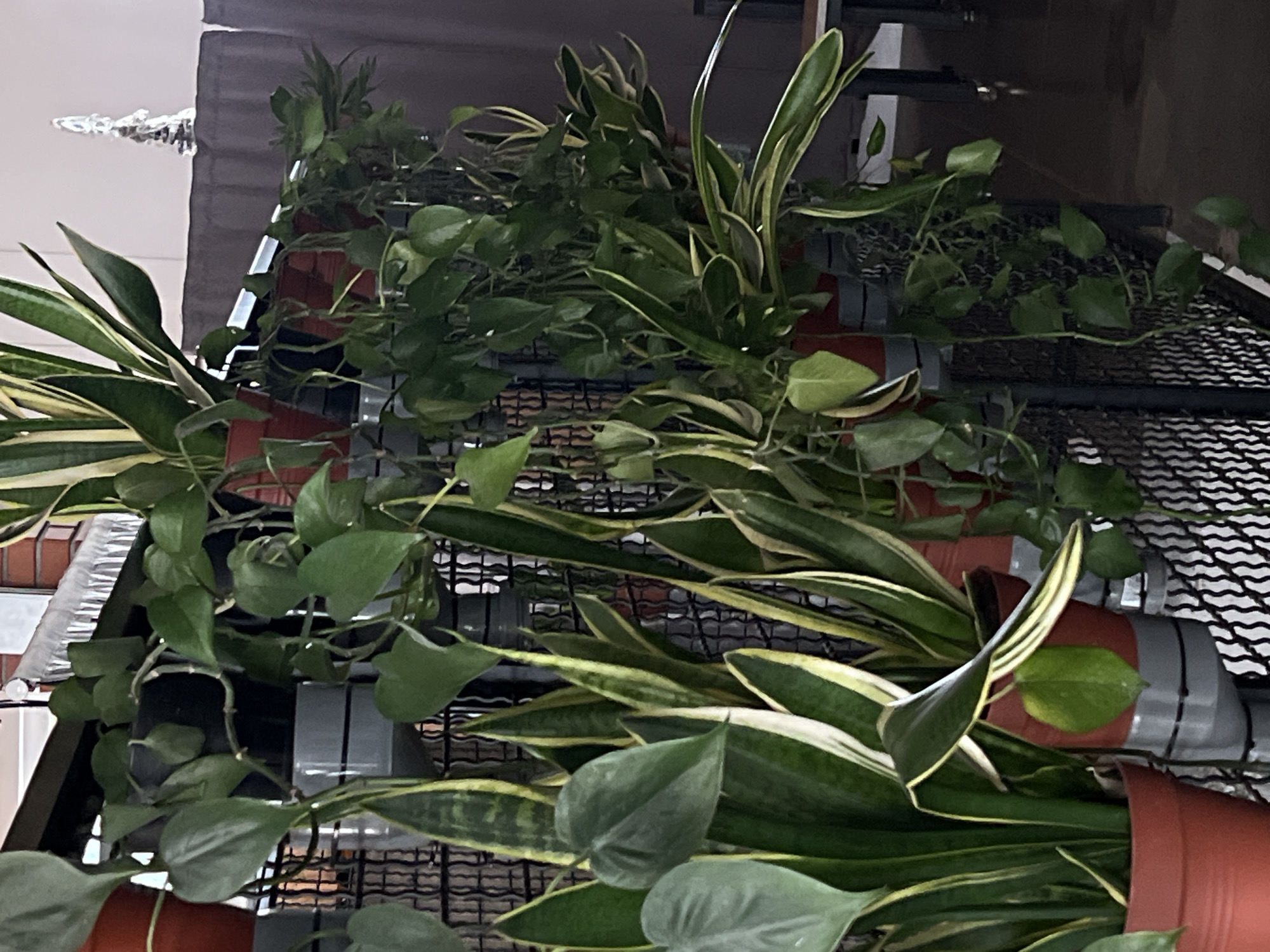 This media file captures an indoor scene featuring various houseplants arranged on a tiered shelf. The plants are primarily two types: a snake plant (Sansevieria) with tall, sword-like leaves that are green with yellow or white variegation along the edges, and a pothos plant (Epipremnum aureum) with heart-shaped, solid green leaves that trail downwards.
The plants are housed in terracotta-colored plastic pots. Several pots have a distinctive gray band or tape wrapped around their upper portion. These pots are placed on a black metal grid or mesh shelving unit, creating a vertical display.
The background consists of a light-colored wall or surface on the left side of the frame. On the far left, a shiny, metallic, somewhat abstract object or fixture is visible against the light background. The right side of the image shows darker, indistinct elements, possibly furniture or structural components of the room. The overall lighting is soft and ambient, suggesting an indoor setting without direct, harsh sunlight. No specific activity is taking place, and no text is visible. The original image appears to be rotated 90 degrees from a natural upright perspective of the plants.