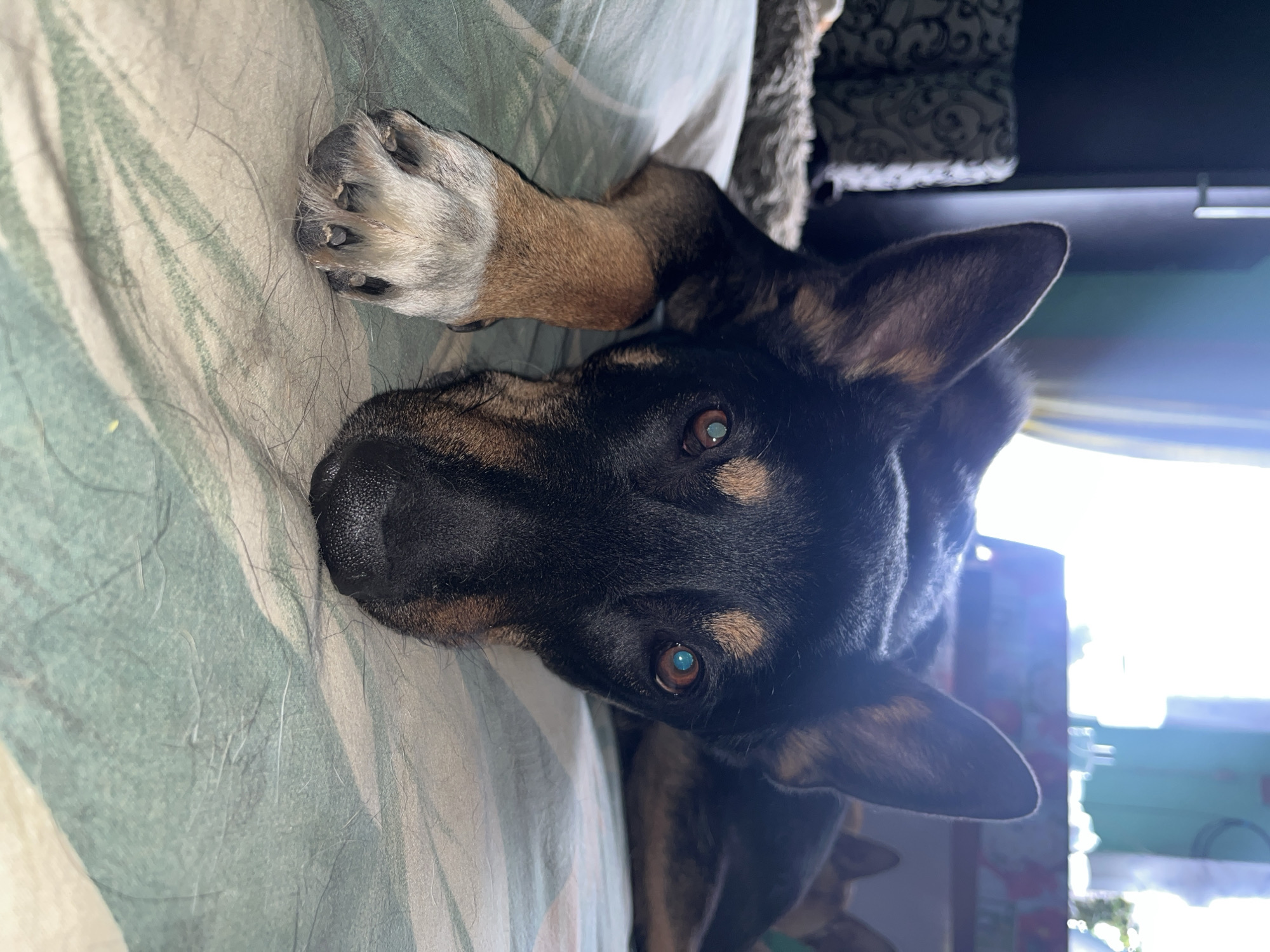The image is a close-up, eye-level shot of a dog lying on a patterned bedspread. The dog is primarily black and tan with large, pointed ears and visible fur around its muzzle and on its paws. One of its front paws rests in the foreground, showing lighter fur on its lower leg and white on its toes. The dog’s eyes are open and directed towards the camera, with one eye appearing to have a reddish-brown iris and the other a striking turquoise iris. The background is blurred, showing hints of furniture, a curtained window, and possibly another dog lying behind the main subject. The overall lighting suggests an indoor setting, likely a bedroom. The location is specified as Nizhny Tagil, Russia, but there are no visual cues in the image to confirm this.