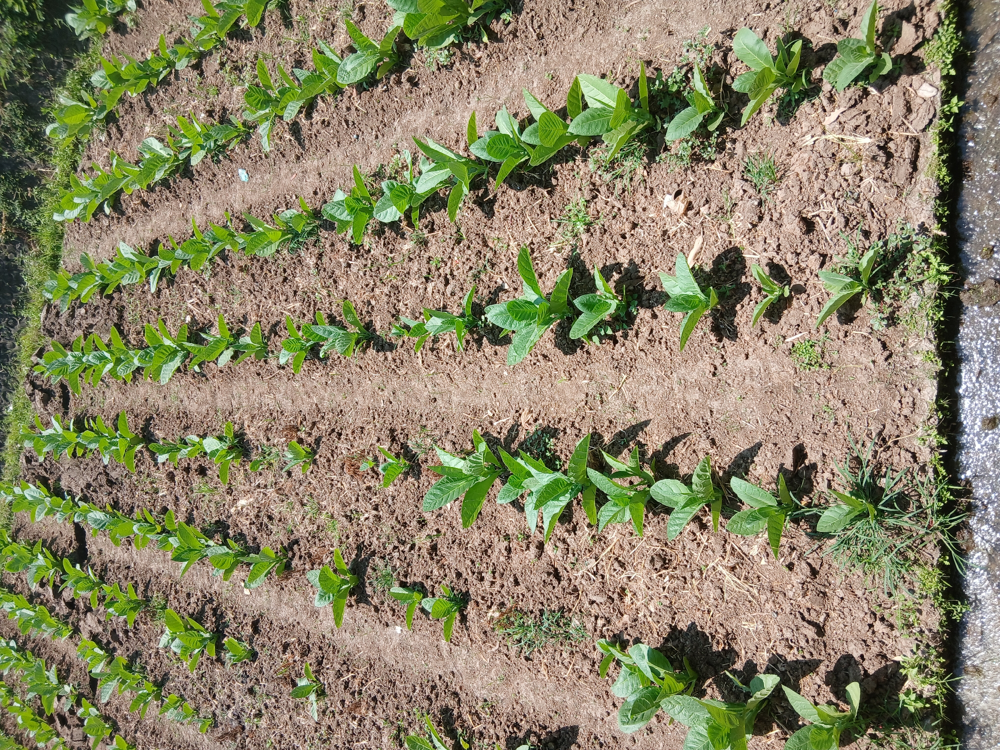 A high-angle, eye-level medium shot captures a meticulously planted field of young tobacco plants in Kademangan Kulon, Indonesia. The plants, exhibiting vibrant green leaves and sturdy stems, are arranged in neat, parallel rows stretching across the frame. The rich, brown soil is visible between the rows, with scattered dry leaves and sparse weeds indicating recent cultivation. The overall scene suggests a farming environment under clear, sunny skies, with no people or animals present. The foreground features a small area of water and some grassy vegetation, bordering the cultivated land.