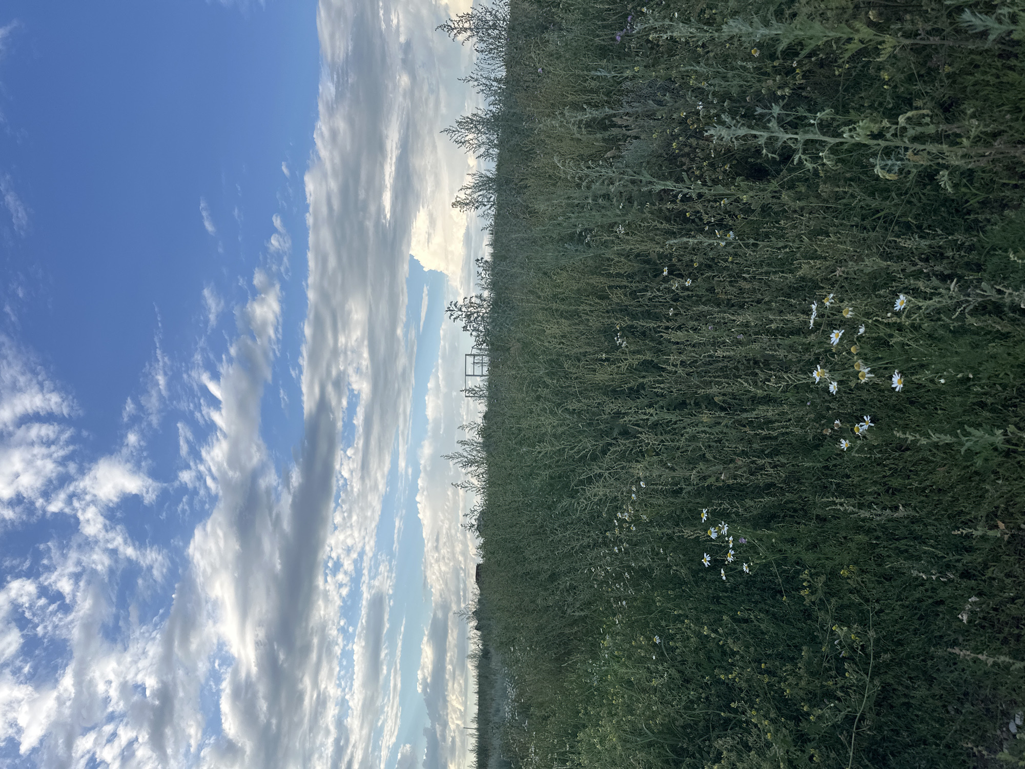 This is a landscape photograph taken in the city of Baygizh, Kazakhstan, under a dynamic sky filled with white and gray clouds. The foreground is dominated by a field of tall, green grass and wildflowers, primarily white daisies with yellow centers. The vegetation is dense and appears somewhat wild and unkempt. In the middle ground, a rustic metal fence or gate structure is visible, along with what appear to be the silhouettes of distant buildings or structures, possibly rural housing. The background consists of the expansive sky, with the clouds casting shadows on the land. The lighting suggests it is either early morning or late afternoon, with the sun diffused by the clouds. There are no people or animals visible in the frame. The overall impression is one of a rural, natural setting in Kazakhstan.