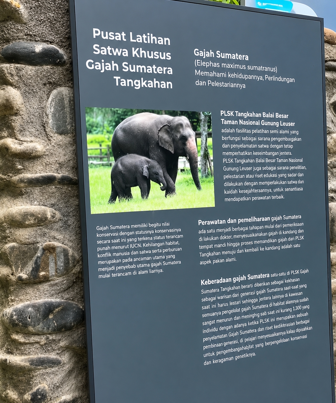 The image shows a sign in Indonesian at an elephant sanctuary. The sign is dark gray with white text and features a photograph of an adult elephant and a baby elephant in a grassy enclosure. The text on the sign discusses the Sumatran elephant, its conservation status, the PLSK (Pusat Latihan Satwa Khusus) Tangkahan, and the care and conservation efforts for these elephants. The background of the image shows a stone wall, likely part of the sanctuary's infrastructure. The location is identified as Unknown, Indonesia.