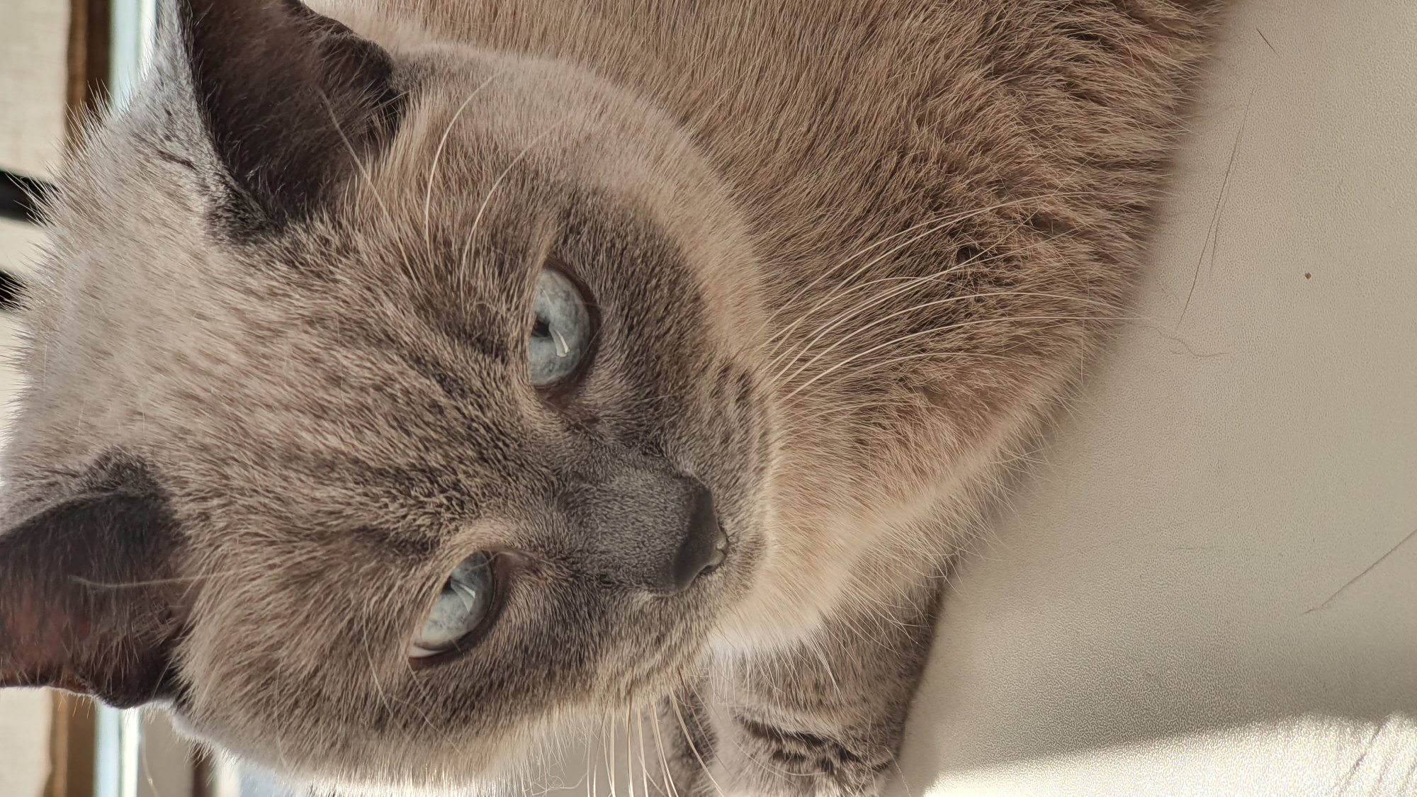 A close-up, portrait-style, vertical, eye-level shot captures a domestic cat's face. The cat has light brown fur with darker brown markings on its ears and face, and striking blue eyes. Its whiskers are long and white. The cat is looking downwards and to its left, with its head slightly tilted. The background is blurred and appears to be a light-colored, textured surface, possibly a piece of furniture, with a harsh shadow cast diagonally across it from the left side of the frame, suggesting an indoor setting with strong light, such as a window. There is no indication of a specific location in Krasnoyarsk, Russia, or any other city; the scene is a generic indoor setting featuring a cat.