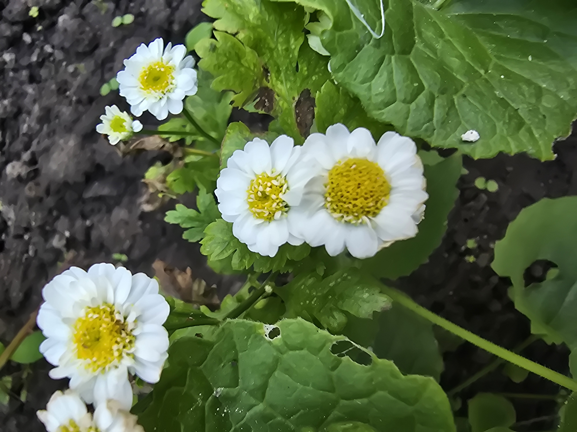 A close-up shot captures a cluster of small, white daisy-like flowers with yellow centers, nestled amongst lush green foliage and dark soil. The flowers are in various stages of bloom, with some fully open and others partially closed. The leaves are broad and deeply veined, with some showing signs of damage, such as holes and brown spots. The soil appears to be loose and loamy, with a few scattered pebbles and small green sprouts. The overall impression is one of natural beauty and subtle decay, with the delicate flowers standing in stark contrast to the weathered leaves and dark earth. There are no people or animals visible in the image.