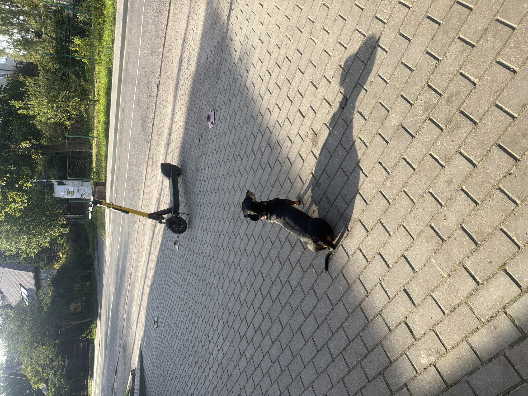 A black and tan dachshund sits on a patterned brick sidewalk, facing away from the camera. The dog is casting a long shadow to its right due to the low angle of the sun. Behind the dog, further down the sidewalk, is a yellow and black electric scooter. Two pink objects, possibly discarded items or small landing pads for scooters, are visible on the sidewalk, one to the left of the scooter and one to its right and slightly further away. The sidewalk is adjacent to a street with a white line marking. In the background, there are trees, a fence, a building with a pitched roof, and utility poles. The scene appears to be a street in Kaliningrad, Russia, based on the context.