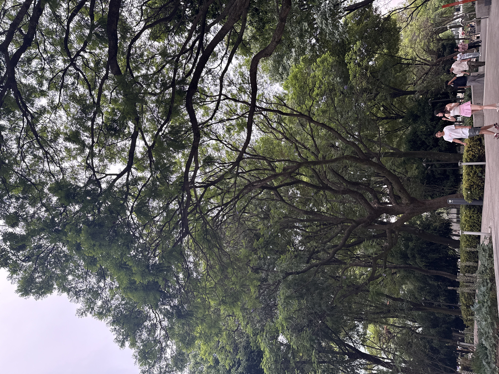 The image shows a tree-lined street with people walking along a sidewalk, likely in Mexico City. The trees have dense foliage with branches stretching across the frame. People, wearing casual clothing, can be seen standing and walking in groups on the sidewalk. The weather appears to be overcast or cloudy. The location is inferred to be in Mexico City, Mexico.