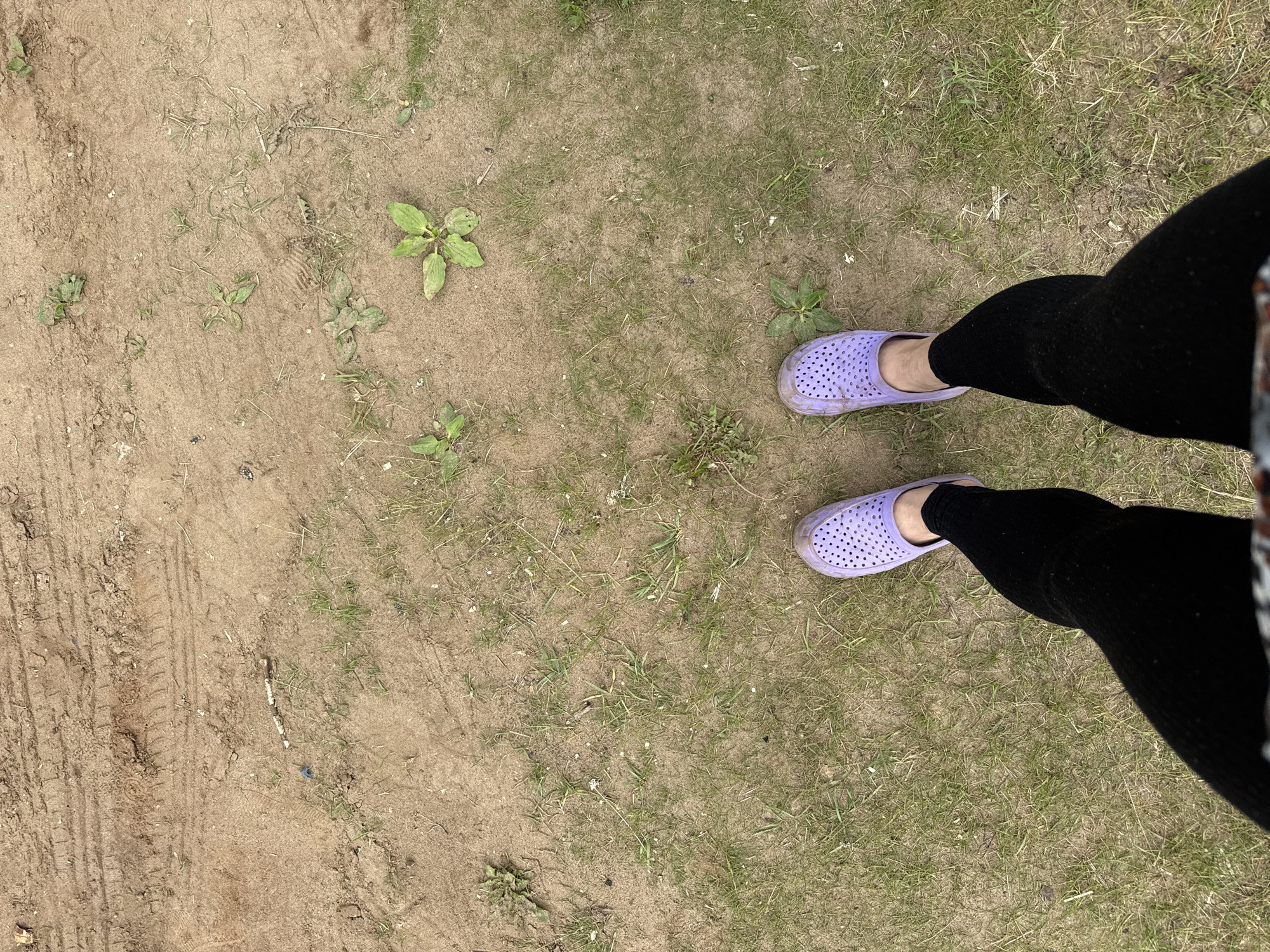The image displays a first-person, overhead perspective of a person's lower legs and feet on unpaved ground in Уральское, Russia. The person is wearing black leggings and dirty, light purple, perforated clogs. The ground consists of light brown, dry earth or sand interspersed with patches of sparse green grass and various small broad-leafed plants. Distinct tire tracks are visible across the upper portion of the sandy ground. Scattered on the surface are small pieces of white, elongated debris and a minute blue object near the center-left.