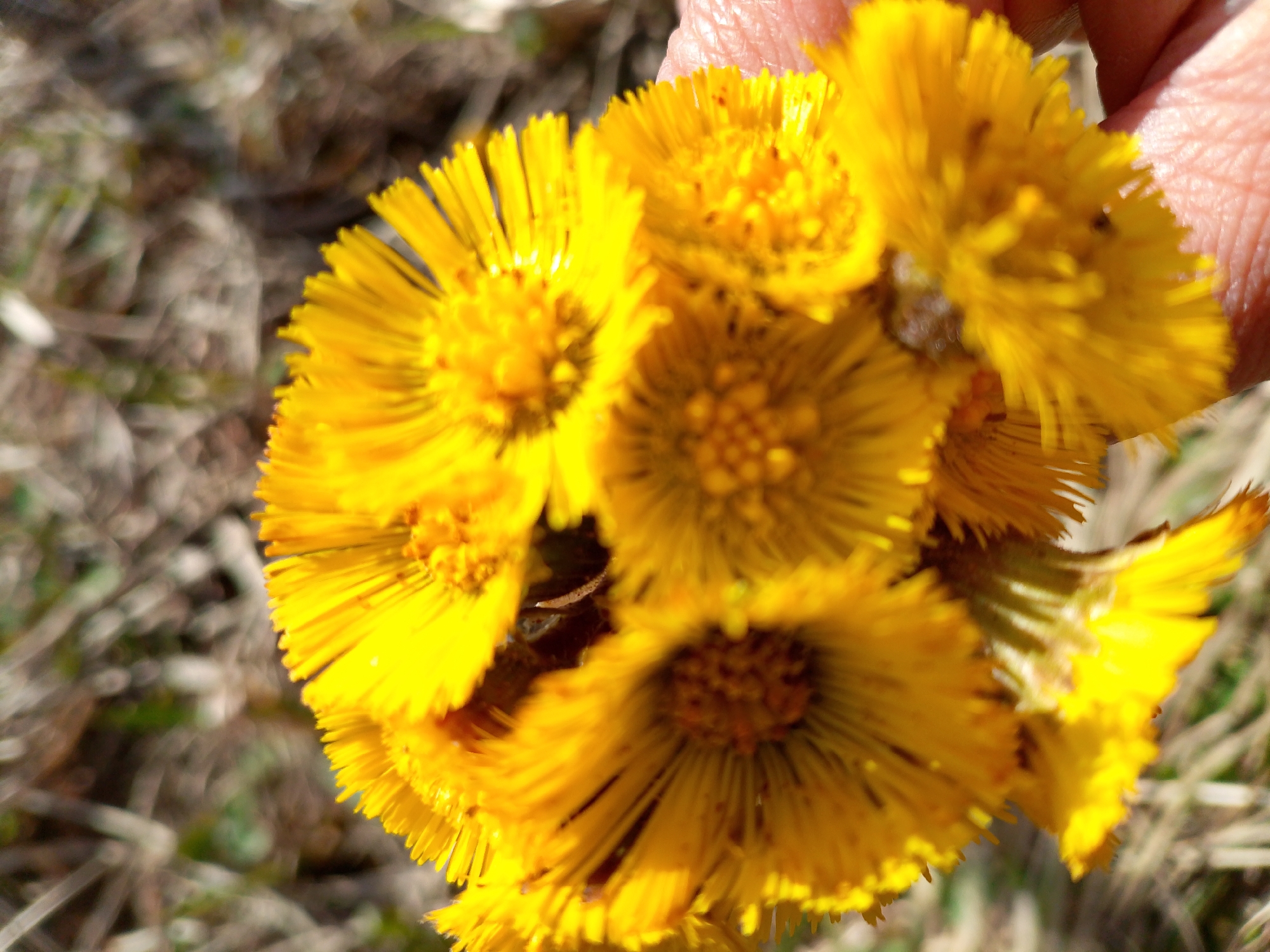 The image shows a cluster of bright yellow flowers, likely Coltsfoot (Tussilago farfara), being held in a hand. The flowers have numerous ray florets and a central disc of smaller florets. The background is blurry, showing dry grass and some green vegetation, possibly indicating an early spring setting. The location is mentioned as Прикамский, Russia, but there are no explicit indicators in the image to verify this.