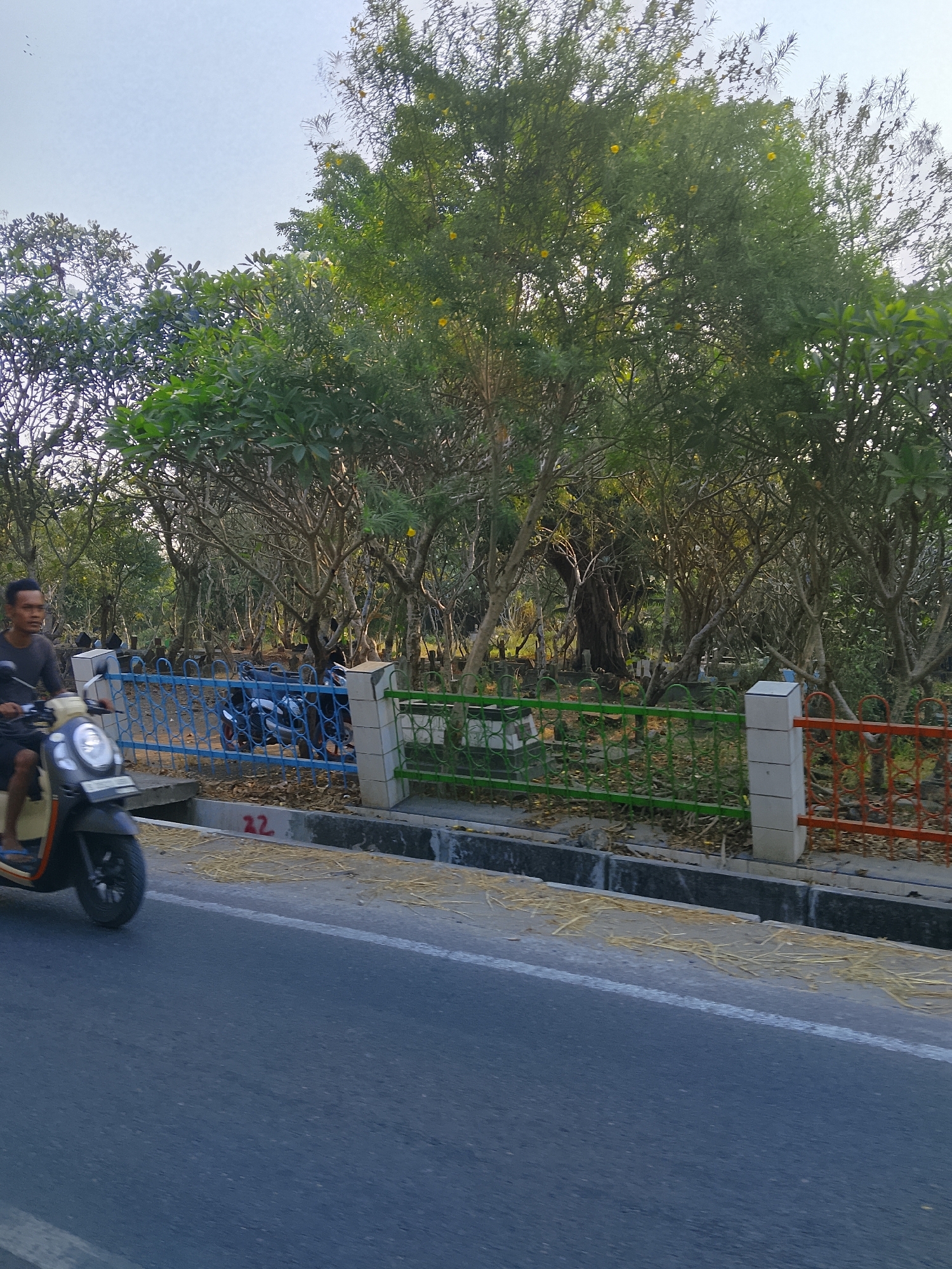 The image depicts a street scene in Kasiman, Indonesia, with a focus on a road and a cemetery in the background. A man rides a scooter on the left side of the road, moving from left to right. The scooter is dark gray with orange accents. Behind the road, a cemetery is visible, enclosed by a fence. The fence is constructed of blue metal bars in the foreground, transitioning to green and orange sections further back, supported by concrete pillars. The cemetery contains numerous trees, many of which appear to be bare-branched, interspersed with foliage. Some of the trees have small yellow flowers. The ground within the cemetery is covered with dry leaves and fallen branches. The sky is clear and bright. A white line marks the edge of the road. The overall impression is a sunny day in an area with a mix of urban infrastructure and natural elements.