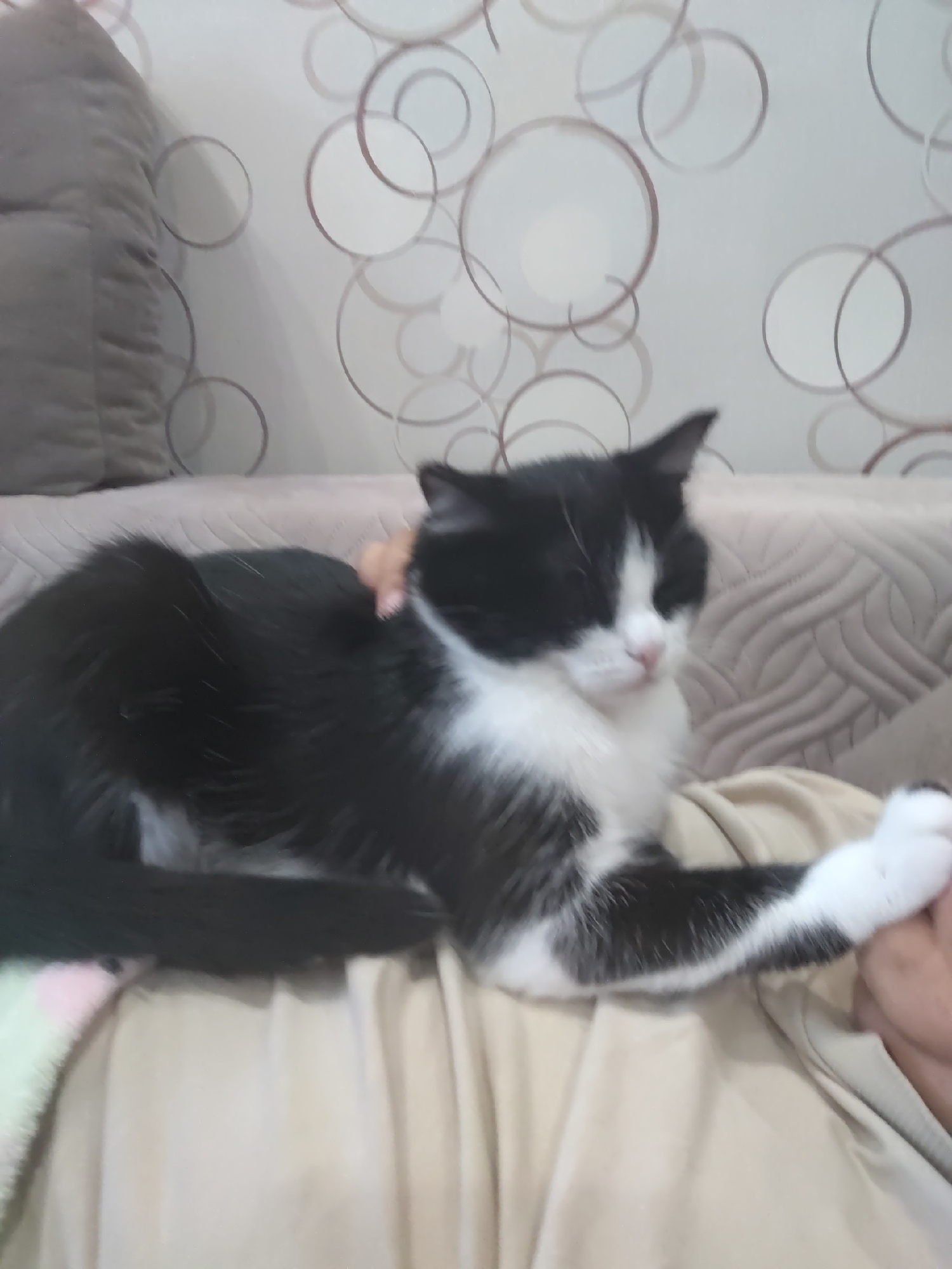 A black and white cat is lying on a person's lap, with one paw extended towards the person's hand. The cat is primarily black with white markings on its face, chest, and paws. The background consists of a wall with a circular pattern and a couch. The image appears to be taken indoors in an unknown urban location.