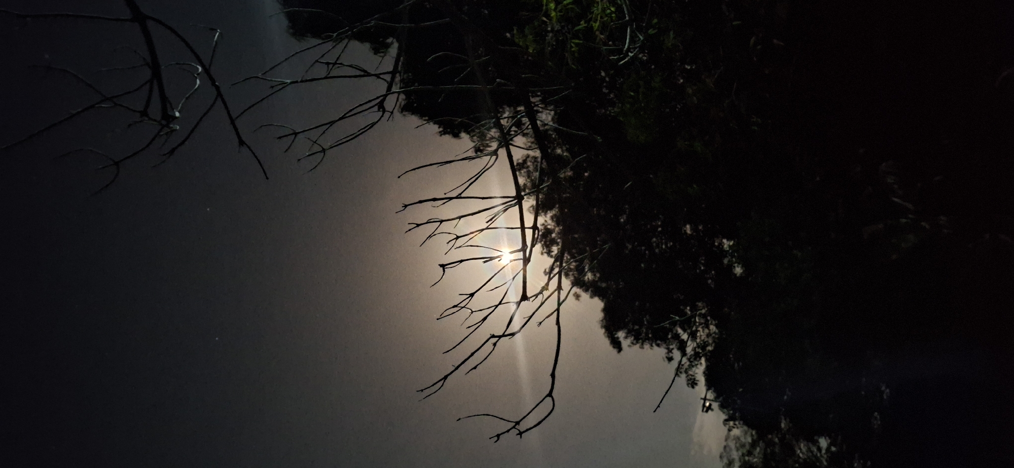 A nighttime shot taken in Vallecito, Venezuela, features a dark and shadowy landscape. Bare tree branches are silhouetted against a pale, almost washed-out sky, partially obscuring a bright light source, possibly the moon or a distant light. The right side of the image is dominated by a large, dark mass of trees and foliage, rendered nearly indistinguishable due to the low light conditions. The overall scene evokes a sense of mystery and quietude.