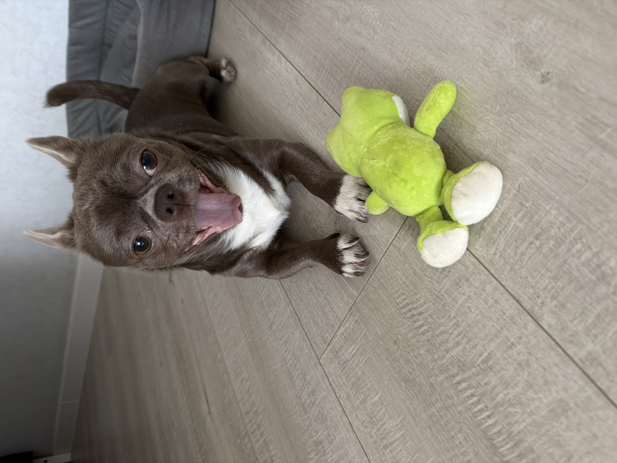 A brown and white chihuahua is lying on a light grey wood-look floor with a green plush frog toy. The dog is on its back with its tongue out. The location is unknown and there is no verifiable evidence to support the claim that the photo was taken in Votkinsk, Russia.