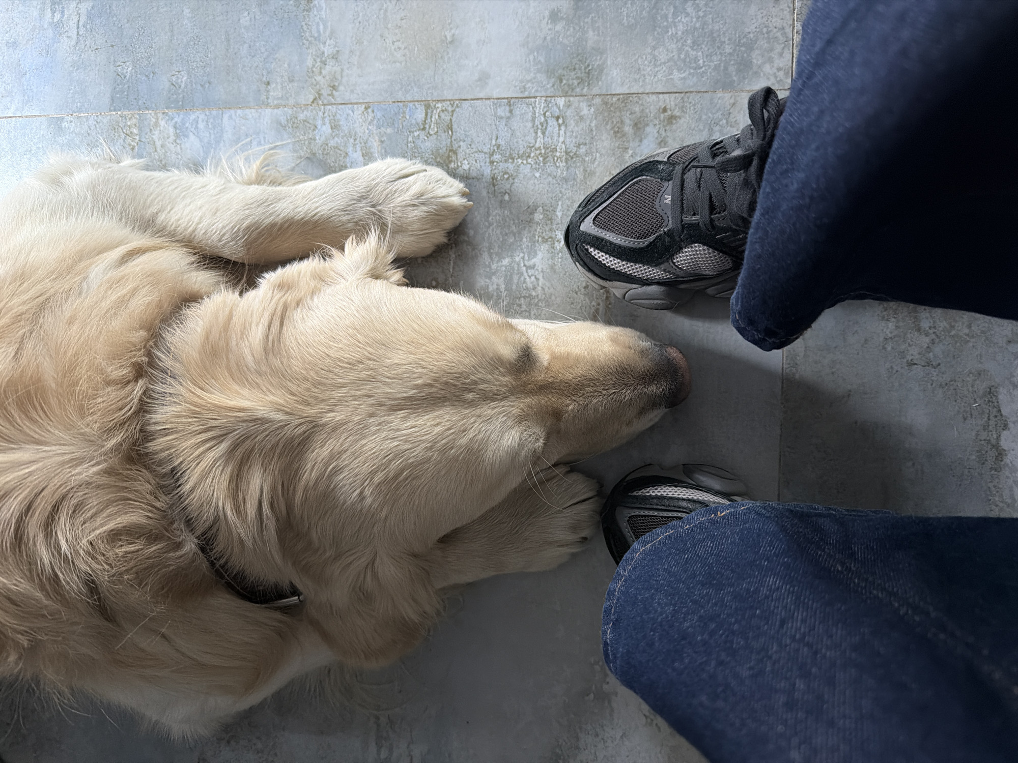 A golden retriever lies on a tiled floor near a person wearing blue jeans and black and gray sneakers. The dog is light in color with a collar. The floor tiles are gray and white. The location is not discernible from the image.