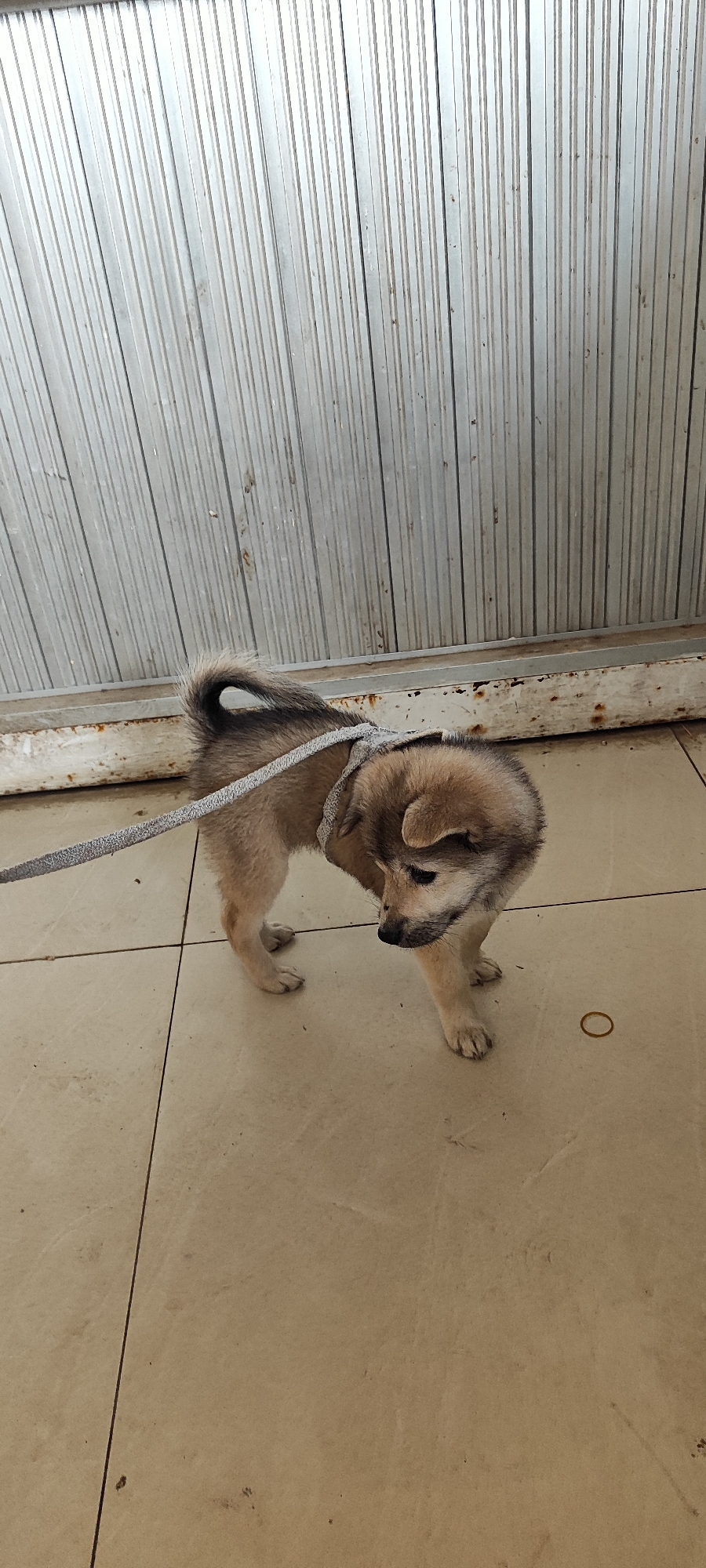 A light brown puppy with a curled tail stands on a tiled floor in front of a corrugated metal wall. The puppy is wearing a light-colored harness and leash. A single brown rubber band lies on the floor to the right of the puppy. The wall appears to be weathered with some rust near the bottom. The floor tiles are beige and have visible grout lines. The scene is outdoors, likely in an urban setting, given the materials of the wall and flooring. No specific location in Xayden, Laos can be determined from the image.