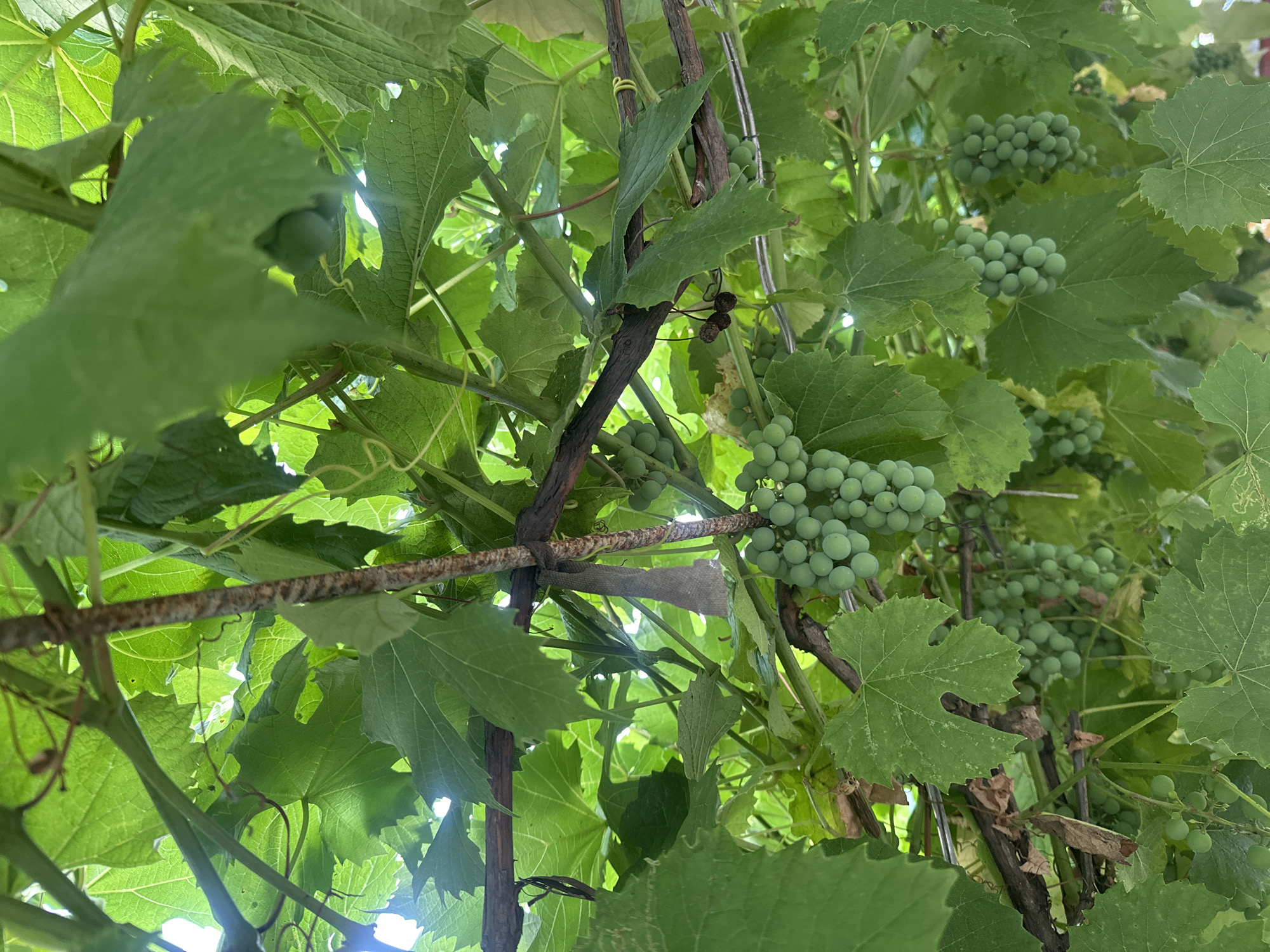 This is a close-up, overhead shot of a grapevine in Sîrcova, Moldova. The image is dominated by vibrant green leaves, some of which are translucent in the bright sunlight filtering through. Several bunches of unripe green grapes hang from the vine, varying in size and density. Some of the grapes are clustered tightly, while others are more spread out. The vine itself is composed of thick, woody branches and thinner tendrils, with one prominent branch in the foreground secured to another by a piece of twine. A few dried, shriveled grape clusters are also visible, contrasting with the fresh green ones. The overall impression is one of lush, natural growth, with the sunlight creating a dappled effect through the foliage. There are no people or animals present in the image.