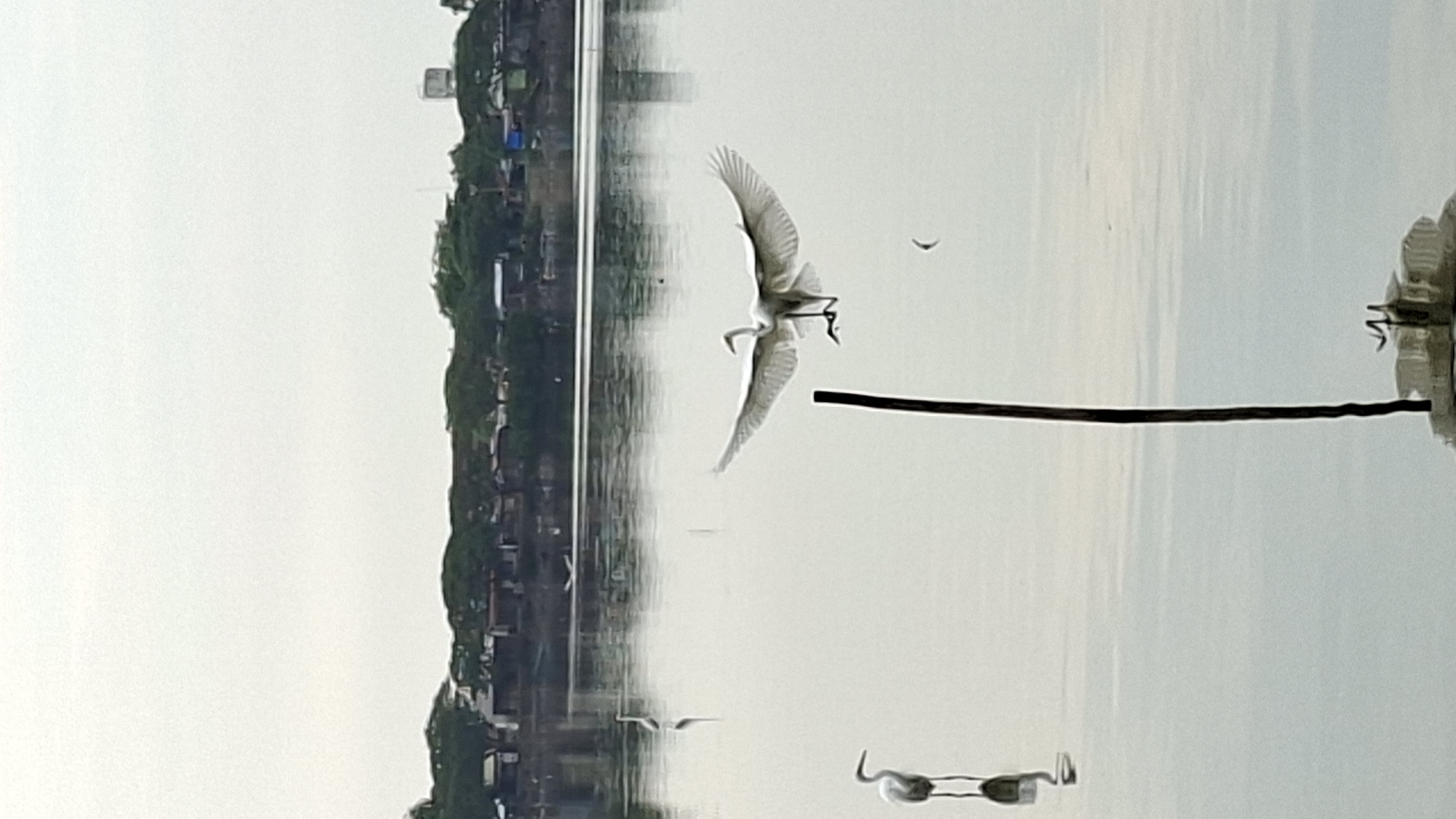 A great egret is captured mid-flight over a body of water, its wings spread wide. Two other egrets are visible in the water, one standing and another in the distance. The birds are in the foreground, with a line of buildings and trees forming the background. The sky is overcast. The scene appears to be along the coast of Lhokseumawe, Indonesia, given the vegetation and structures.
