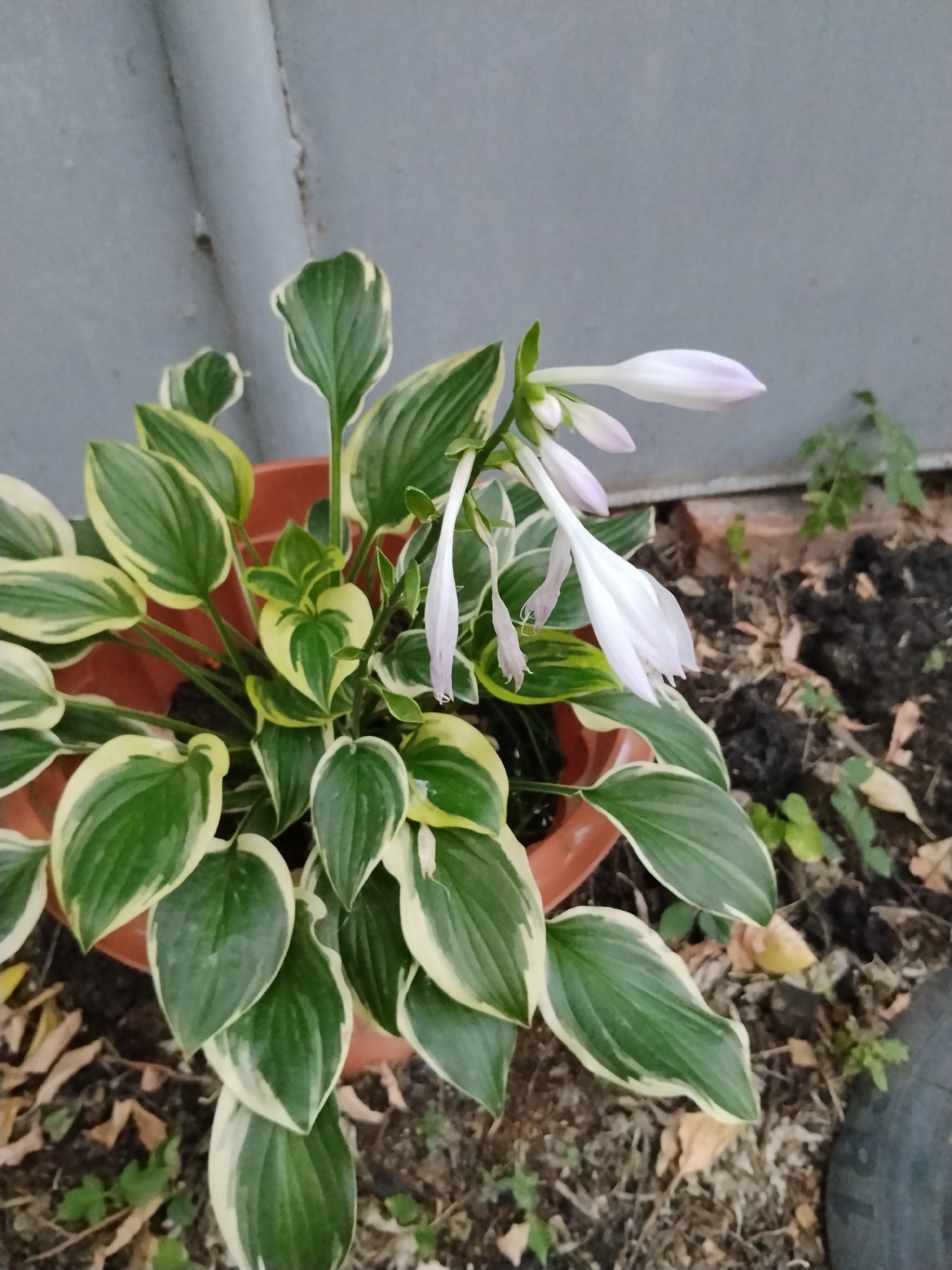 A potted plant with variegated green and white leaves and pale purple flowers is positioned outdoors. The pot is brown plastic and sits on dark soil with some fallen leaves. Behind the plant is a grey, corrugated metal wall or structure. A portion of a black, circular object, possibly a tire, is visible in the lower right corner. The scene appears to be in a garden or yard setting. The image quality is moderate with a slight blur. There are no people or animals present. The lighting suggests it is daytime. The location is described as Kokshetau, Kazakhstan.