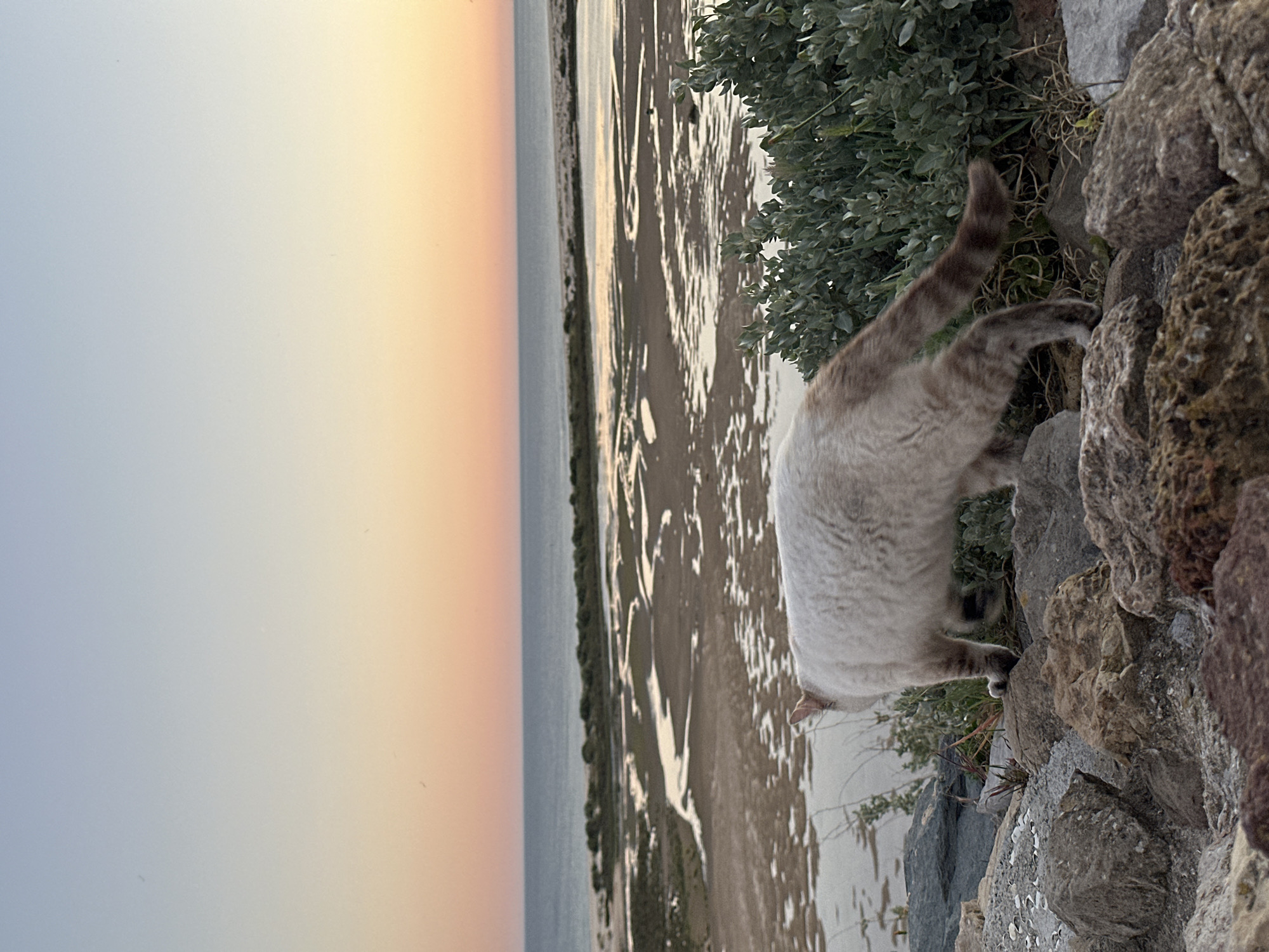 A cat is investigating a rocky area with vegetation, possibly on the coast. In the background, the setting sun creates an orange and pink gradient across the sky above a body of water and mudflats. The location appears to be near Vila Real de Santo António, Portugal, judging from the coastal environment.