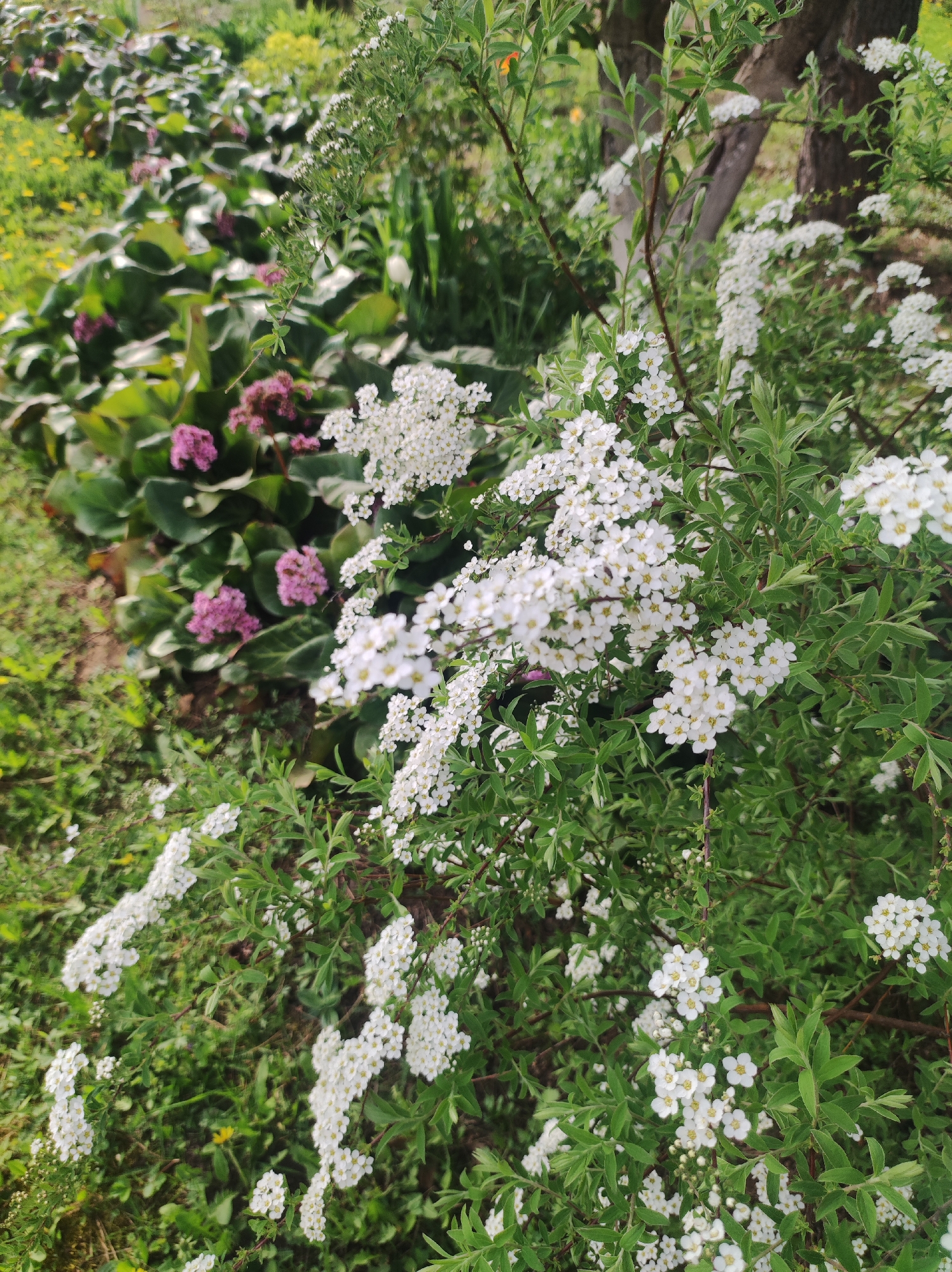 The image shows a garden scene in Фоки, Russia. A flowering shrub, likely a Spiraea, is in the foreground with clusters of small white flowers covering its branches. Behind the shrub, there's a row of Bergenia plants, with large, dark green leaves, and some pink flowers. Green grass and foliage fill the spaces between the plants. The lighting suggests it's a bright day. There are trees and other greenery visible in the background, suggesting a well-maintained garden area.