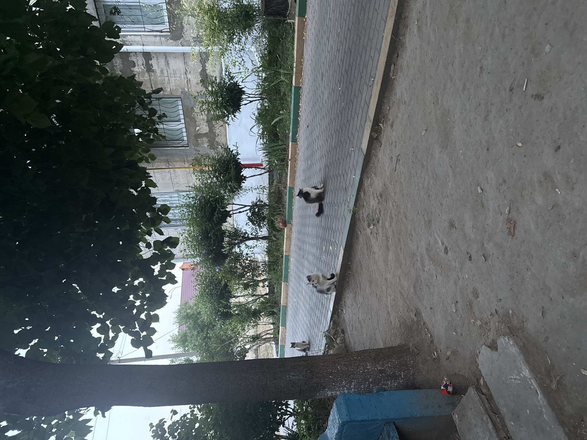 In the city of Dubăsari, Moldova, a residential street scene unfolds. A mature tree with a thick trunk stands prominently on the left, its canopy providing shade over a gray, dusty ground. A portion of a blue painted structure is visible at the bottom left, adjacent to some concrete steps and a metal can filled with debris.
The street itself is paved with interlocking gray bricks, bordered by a green and yellow curb. Several cats are present on or near the curb. A black and white cat sits on the curb in the foreground, facing right. Further down the street, a white and gray cat is seated on the curb, looking left. Another cat, predominantly gray with black markings, is also sitting on the curb, facing right. In the distance, a small orange cat is visible on the pavement.
Behind the street, a strip of greenery with small trees and bushes separates the walkway from a building. The building is made of light-colored concrete blocks, with windows that have white bars. The sky above is overcast. The overall impression is one of a quiet, everyday scene in a residential area.