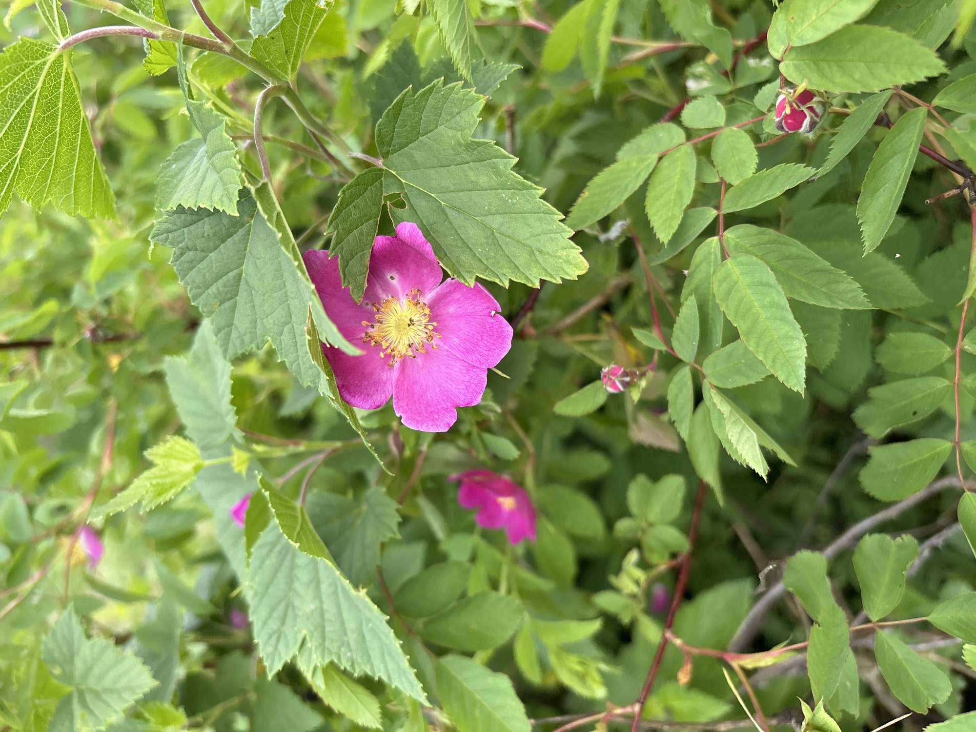 A close-up, eye-level, vertical shot captures a vibrant pink wild rose in full bloom, nestled amongst lush green foliage. The rose, positioned slightly to the right of the center, features delicate petals and a bright yellow center. Several smaller pink buds and blossoms are visible in the background, some in sharp focus and others softly blurred. The surrounding leaves are a rich green, with visible veins and serrated edges. Thin, reddish stems weave through the branches, some bare and others adorned with leaves. The scene appears to be a natural outdoor setting, likely a park or garden, with no people or man-made structures evident. The lighting suggests it is daytime, with diffused light illuminating the foliage and flowers. This scene could be located in the city of Kurgan, Russia, where wild roses are common.