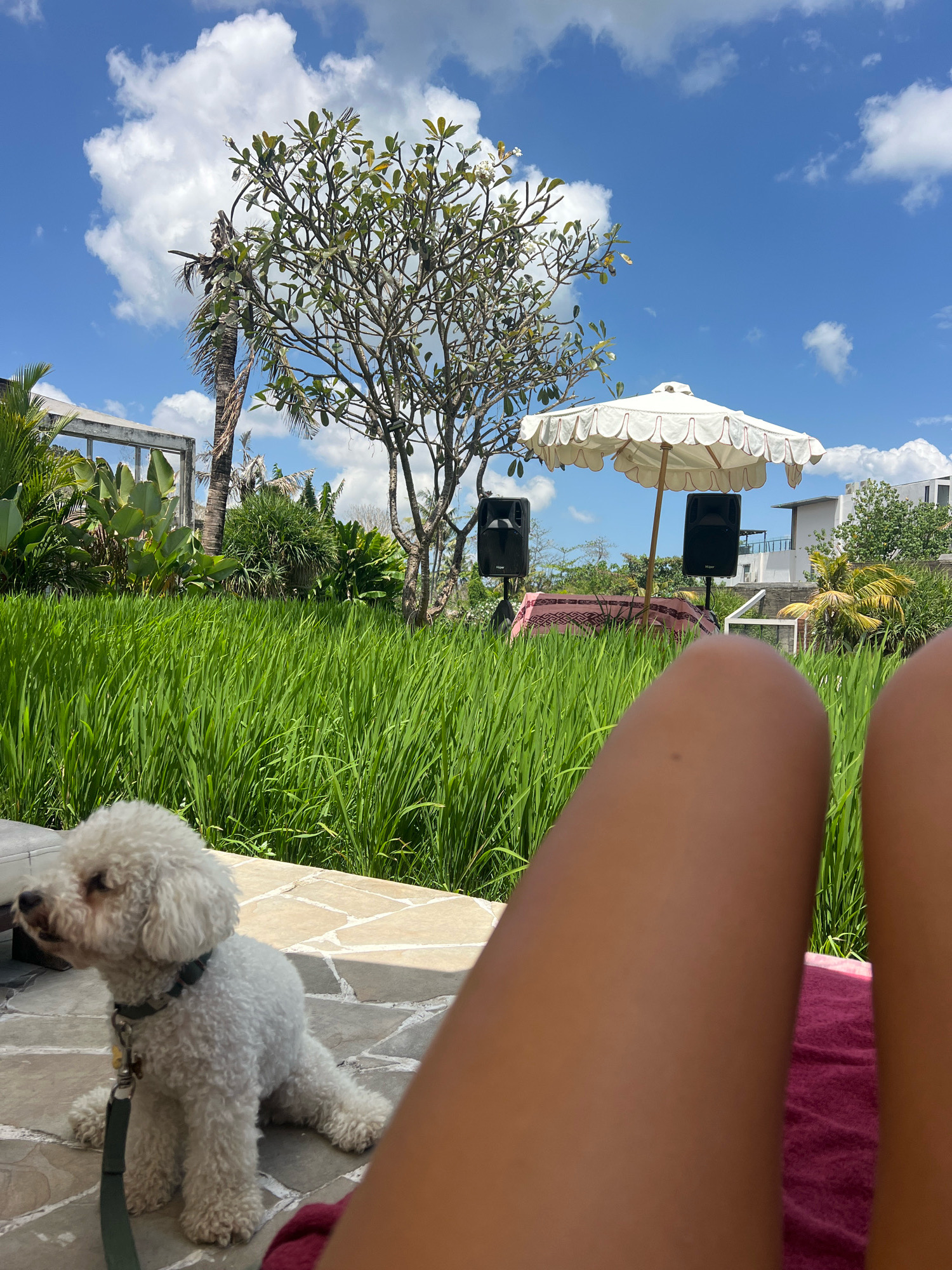 In Mengwi, Indonesia, a small, white poodle with a collar sits on a stone patio next to a pink towel. In the background, lush green rice paddies stretch towards a bright blue sky dotted with fluffy white clouds. Two black speakers are positioned in the grass near a white fringed umbrella. A tree with green leaves stands tall, and a palm tree with brown fronds is visible to the left. A building with white walls and a flat roof is in the distance, partially obscured by vegetation. The foreground is dominated by the legs of a person lying on the towel.