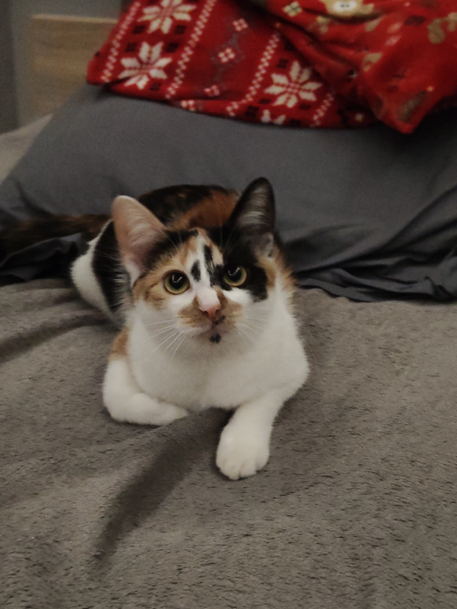A calico cat is lying on a grey blanket. The cat is looking to the right of the frame with its ears pointed upwards. It has white, orange, and black patches of fur. The cat's front paws are tucked underneath its body. In the background, a grey pillow is visible, and behind that, a red blanket with white snowflake patterns. The image is taken indoors, likely in a domestic setting. The location is not determinable from the image itself; it could be anywhere, including Nowy Dwór Mazowiecki, Poland.
