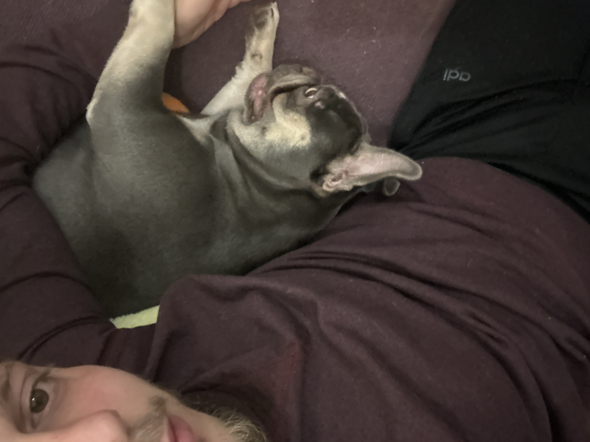 A close-up shot shows a light grey French bulldog lying on its back on a person's chest. The dog is positioned towards the top of the frame, with its head tilted back and its tongue sticking out. A person is partially visible at the bottom left corner of the frame, showing part of their face with a brown eye and a small portion of a beard. The person is wearing a maroon colored top. To the right, black pants are visible and has the word "adi" written in gray letters. The background consists of maroon-colored fabric, which appears to be a couch or a blanket.
