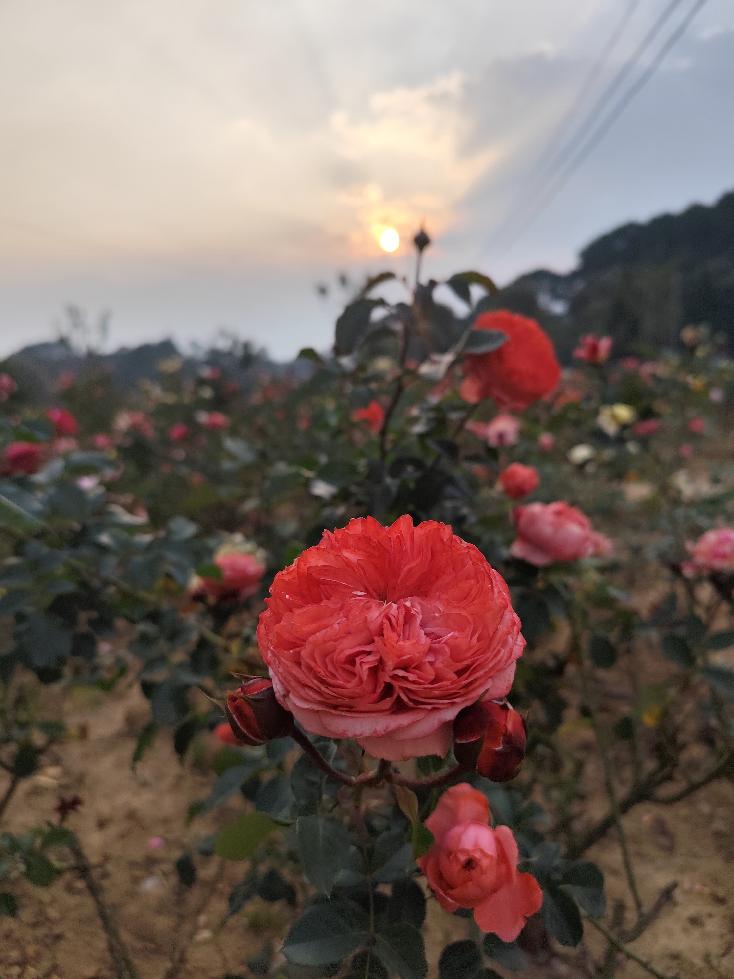 The image captures a rose garden in Da Lat, Vietnam, at dusk. A large, coral-colored rose with many petals is in the foreground, with several closed buds nearby. Behind the rose is a field with many rose bushes of similar colors. In the background, the sun is setting, obscured by clouds, and utility wires are visible. Trees and hills are barely visible in the distance, suggesting the terrain surrounding Da Lat. The ground is visible between the roses and appears sandy and dry.