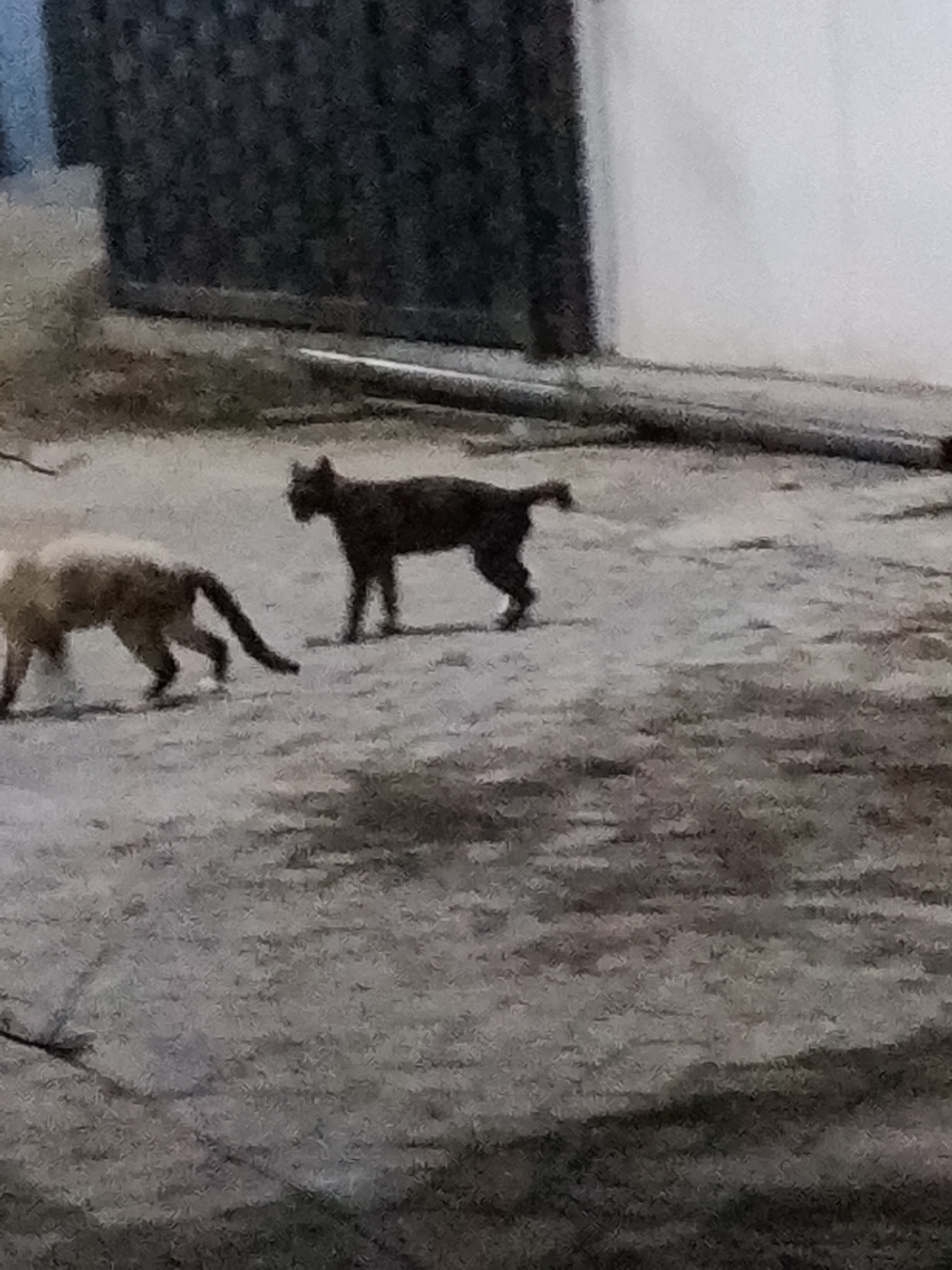 The image shows two cats in an outdoor urban environment. One cat, lighter in color, is walking towards the left with its head down, possibly sniffing the ground. The other cat, darker in color, is standing and facing the lighter cat. They are on a paved surface with a dark, textured wall or fence in the background. The lighting suggests it may be dusk or night. There are no people or any other identifiable objects present. The scene is consistent with a typical street or alleyway in Pasuruan, Indonesia, where stray cats are commonly found.