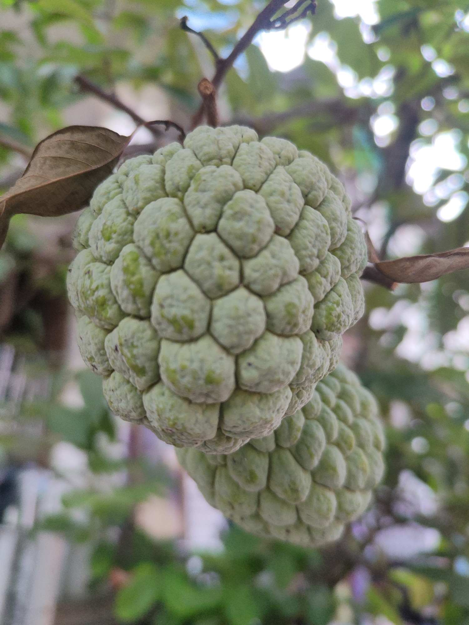 A close-up, vertically oriented, medium shot photograph displays two unripe custard apples (Annona reticulata) hanging from a branch in the city of Kauman, Indonesia. The foreground is dominated by the larger of the two fruits, which is pale green and exhibits a distinctive bumpy, segmented surface. The fruit is positioned centrally, with its textured skin taking up the majority of the frame. To the left of the custard apple, a dried, brown leaf hangs limply from the branch, contrasting with the fresh green of the fruit. Behind the main subject, a second, smaller custard apple is partially visible, also hanging from the same branch. The background is softly blurred, revealing a canopy of green leaves and branches, interspersed with bright, out-of-focus areas of sunlight, suggesting an outdoor setting. The overall scene conveys a naturalistic environment, likely a garden or orchard within Kauman.